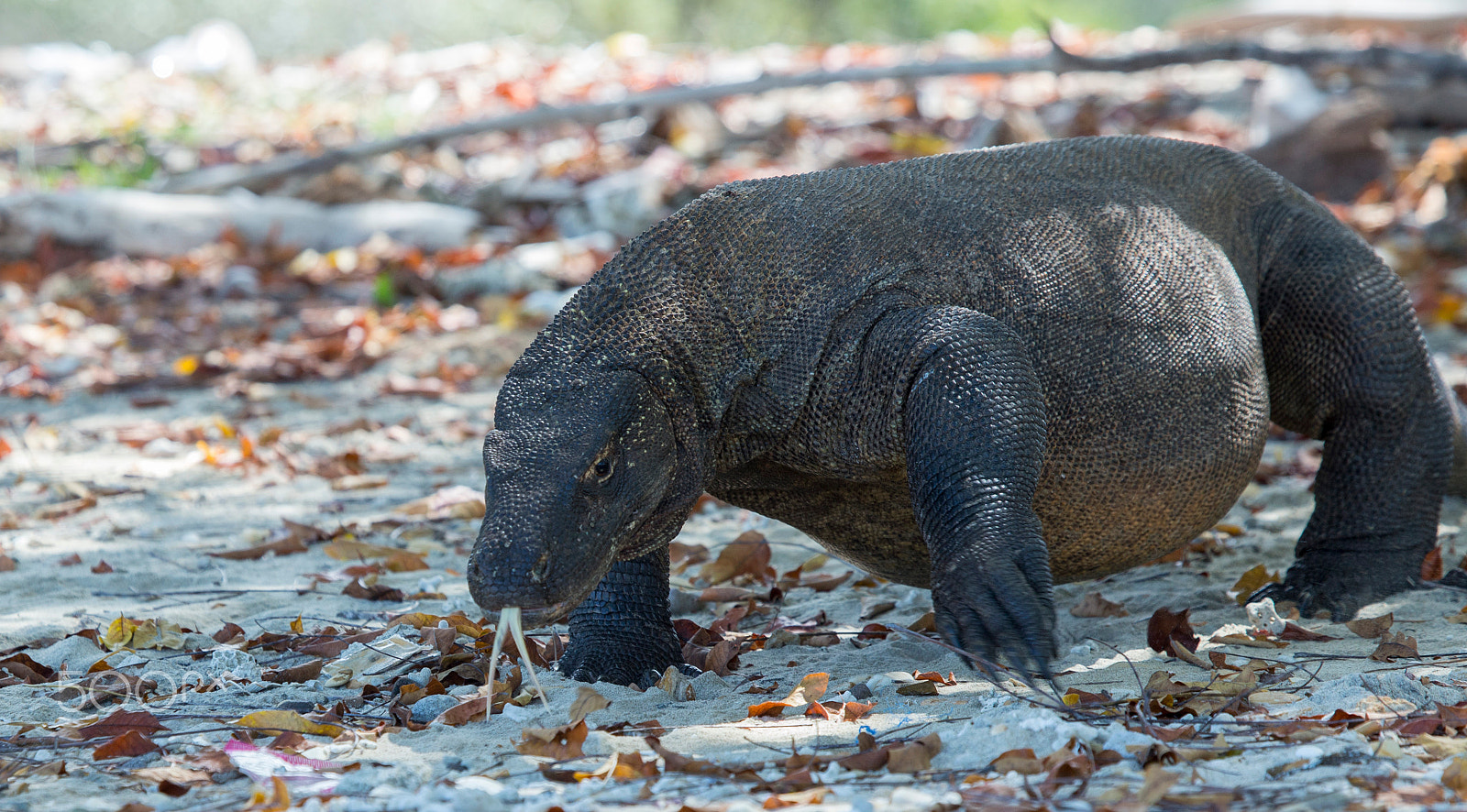 Canon EF 100-400mm F4.5-5.6L IS USM sample photo. Komodo dragon, komodo island, indonesia photography