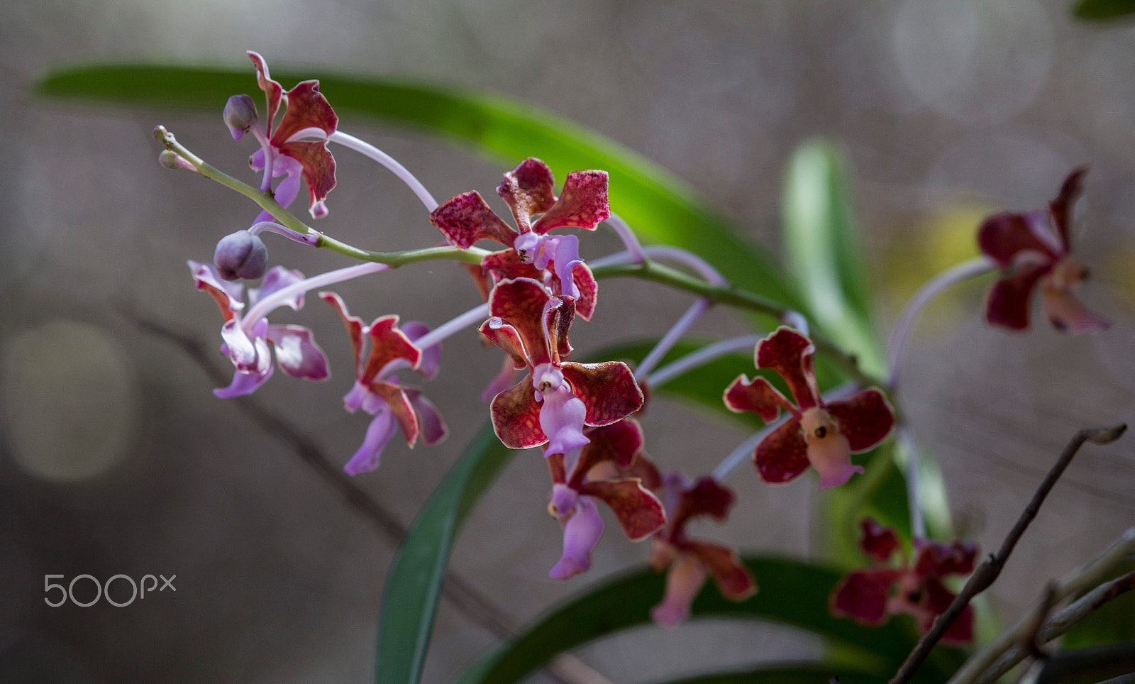 Canon EF 100-400mm F4.5-5.6L IS USM sample photo. Orchid komodo island photography
