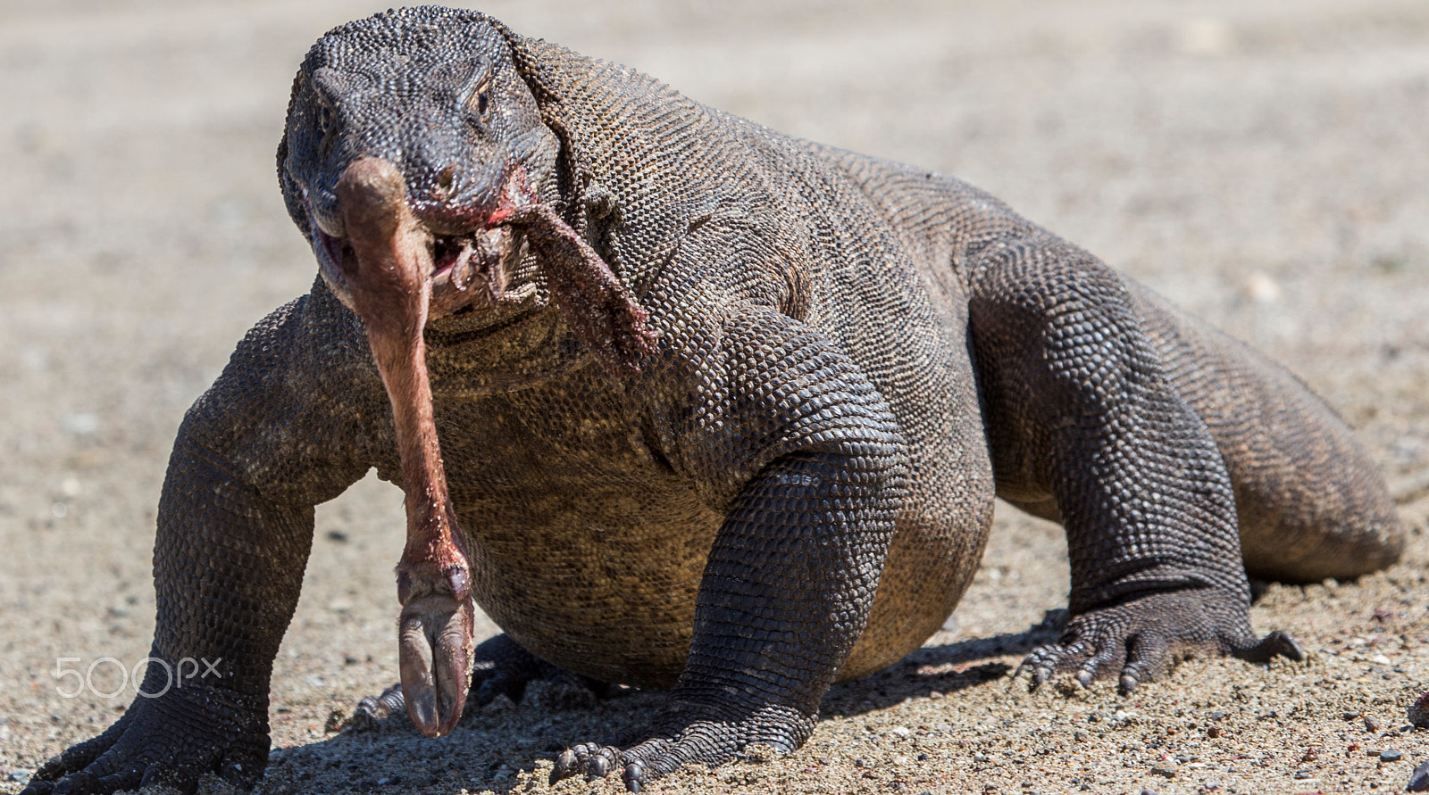 Canon EF 100-400mm F4.5-5.6L IS USM sample photo. Komodo dragon, komodo island, indonesia photography