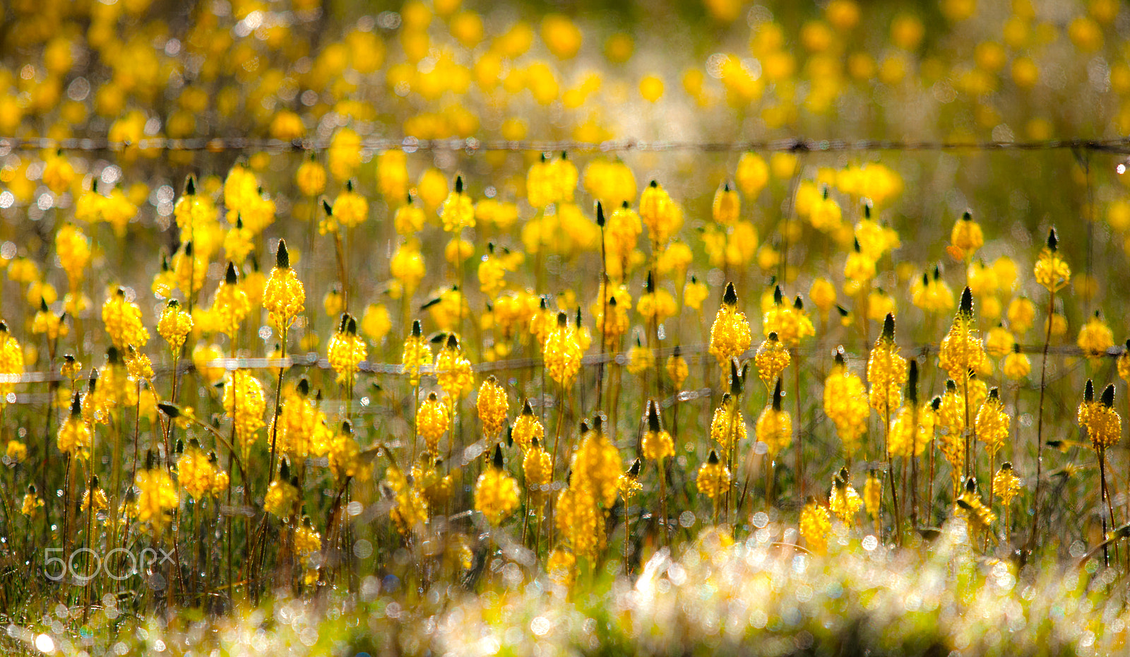 Canon EOS-1D Mark III sample photo. Bulbine fence photography