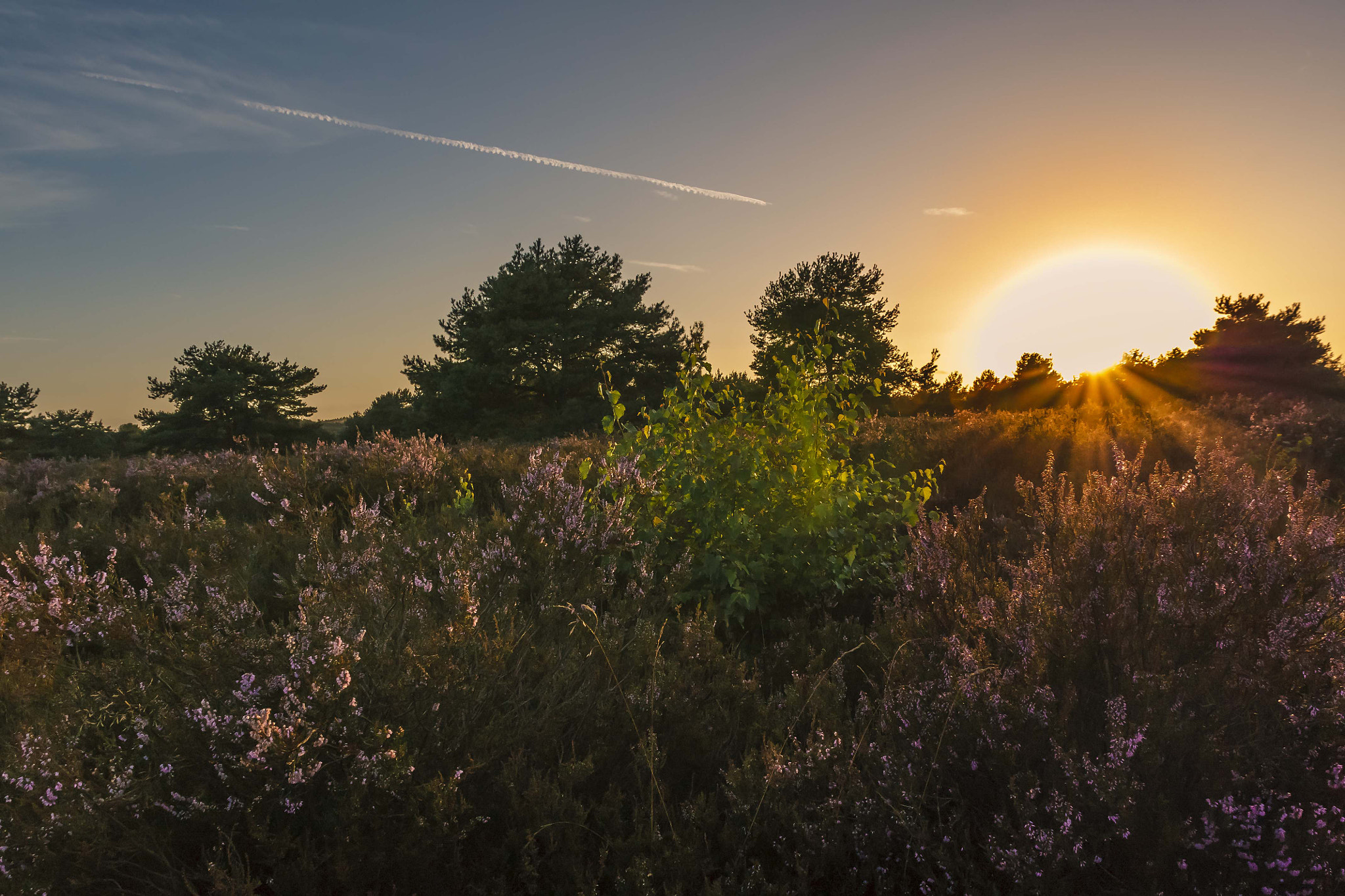Sigma 17-70mm F2.8-4 DC Macro OS HSM sample photo. Sunset in the heath photography