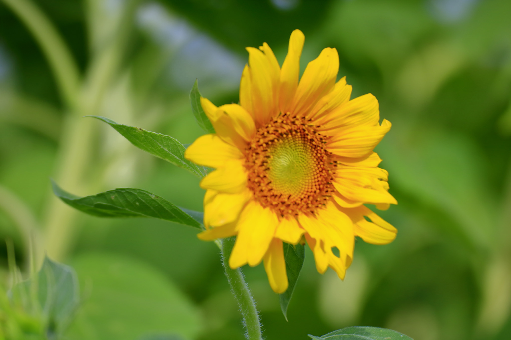 Canon EOS 760D (EOS Rebel T6s / EOS 8000D) sample photo. Sunflower photography