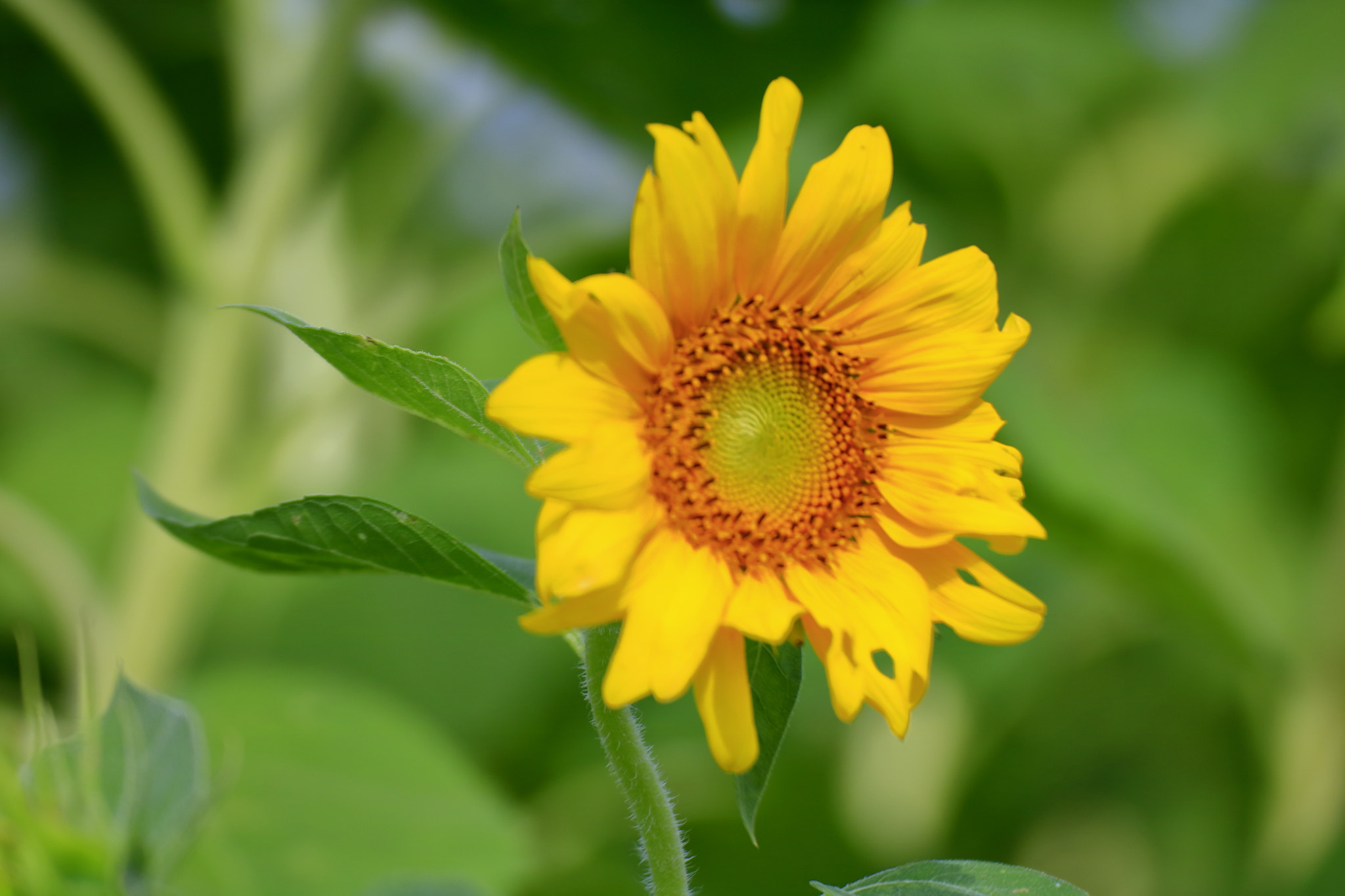 Canon EOS 760D (EOS Rebel T6s / EOS 8000D) + Tamron SP 35mm F1.8 Di VC USD sample photo. Sunflower photography