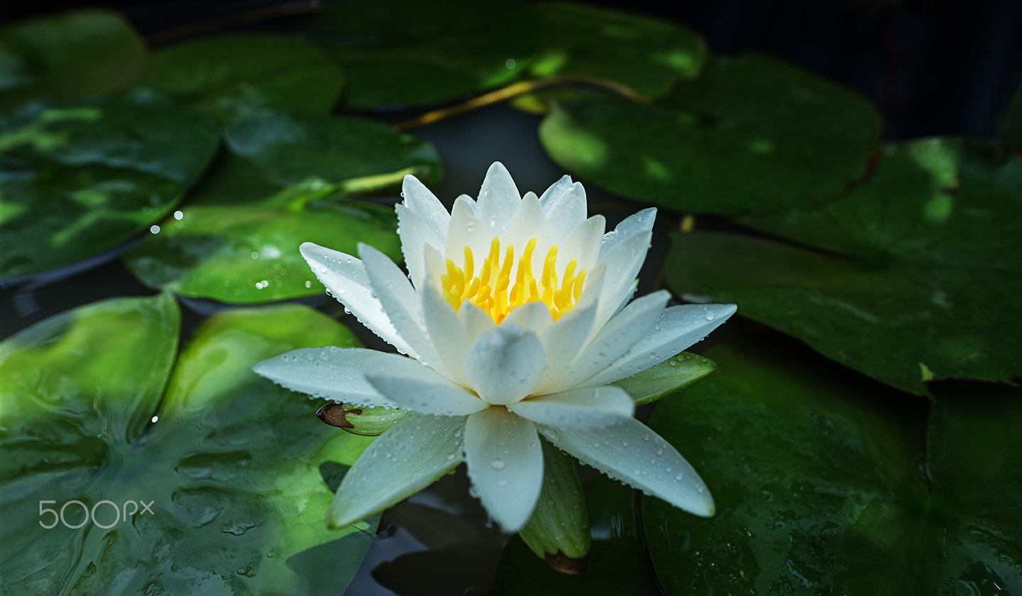 Sony Alpha a99 sample photo. Double white photography