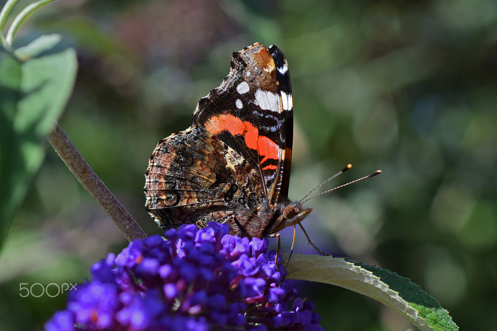 Nikon D3300 + Nikon AF Micro-Nikkor 60mm F2.8D sample photo. Red admiral photography