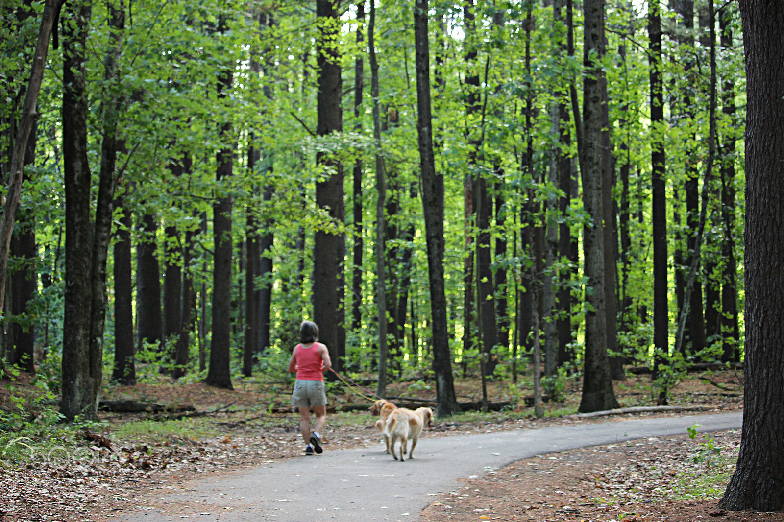 Canon EOS 600D (Rebel EOS T3i / EOS Kiss X5) + 55.0 - 250.0 mm sample photo. Walk in the woods.. photography