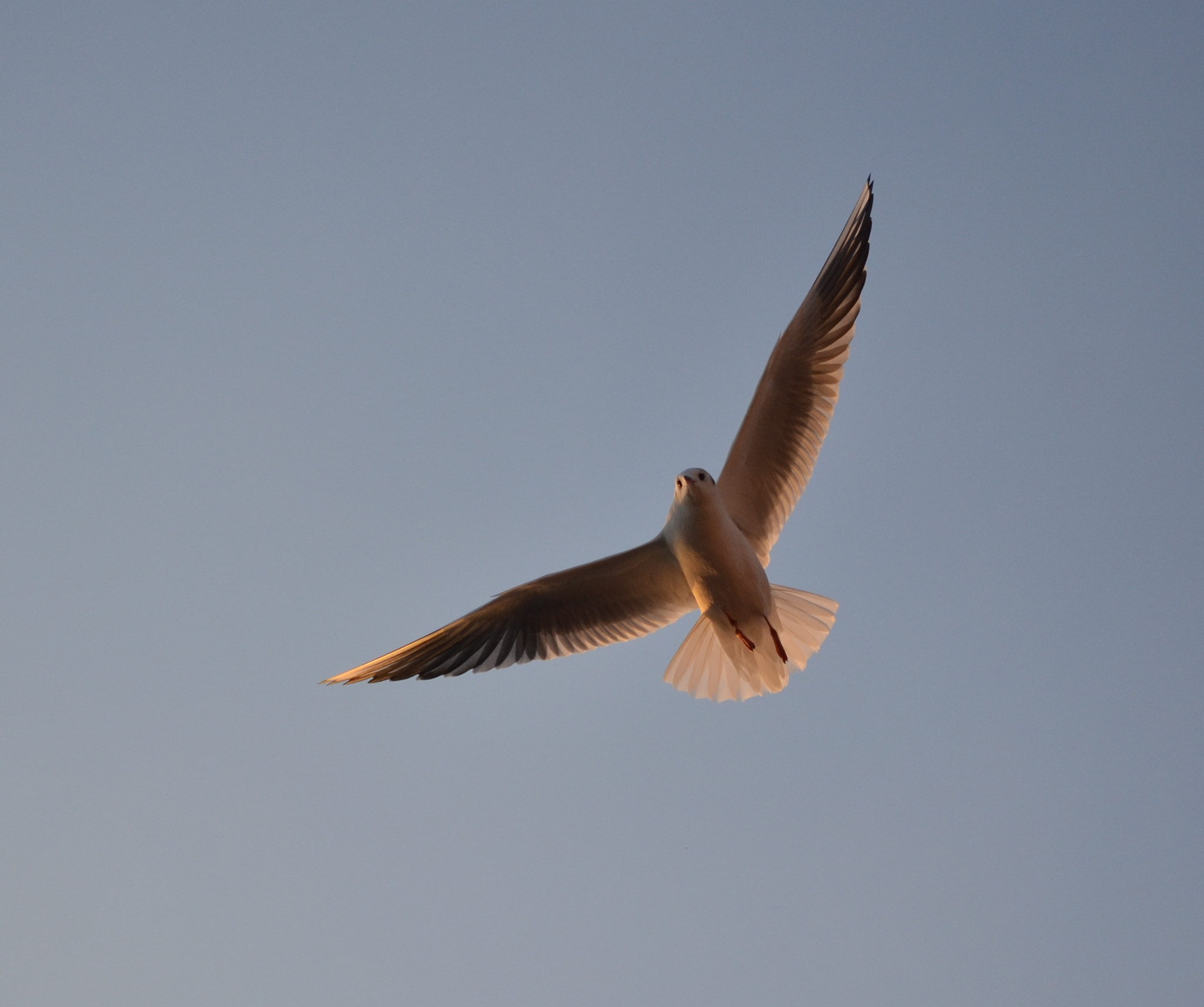 Nikon AF-S Micro-Nikkor 60mm F2.8G ED sample photo. Air photography