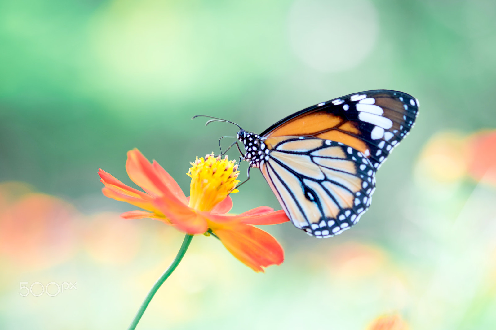 Fujifilm X-E2 + Fujifilm XF 60mm F2.4 R Macro sample photo. Closeup butterfly on flower (common tiger butterfly) photography