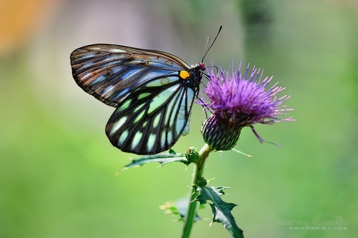Nikon D700 + Nikon AF Micro-Nikkor 200mm F4D ED-IF sample photo. 蝶恋花 photography