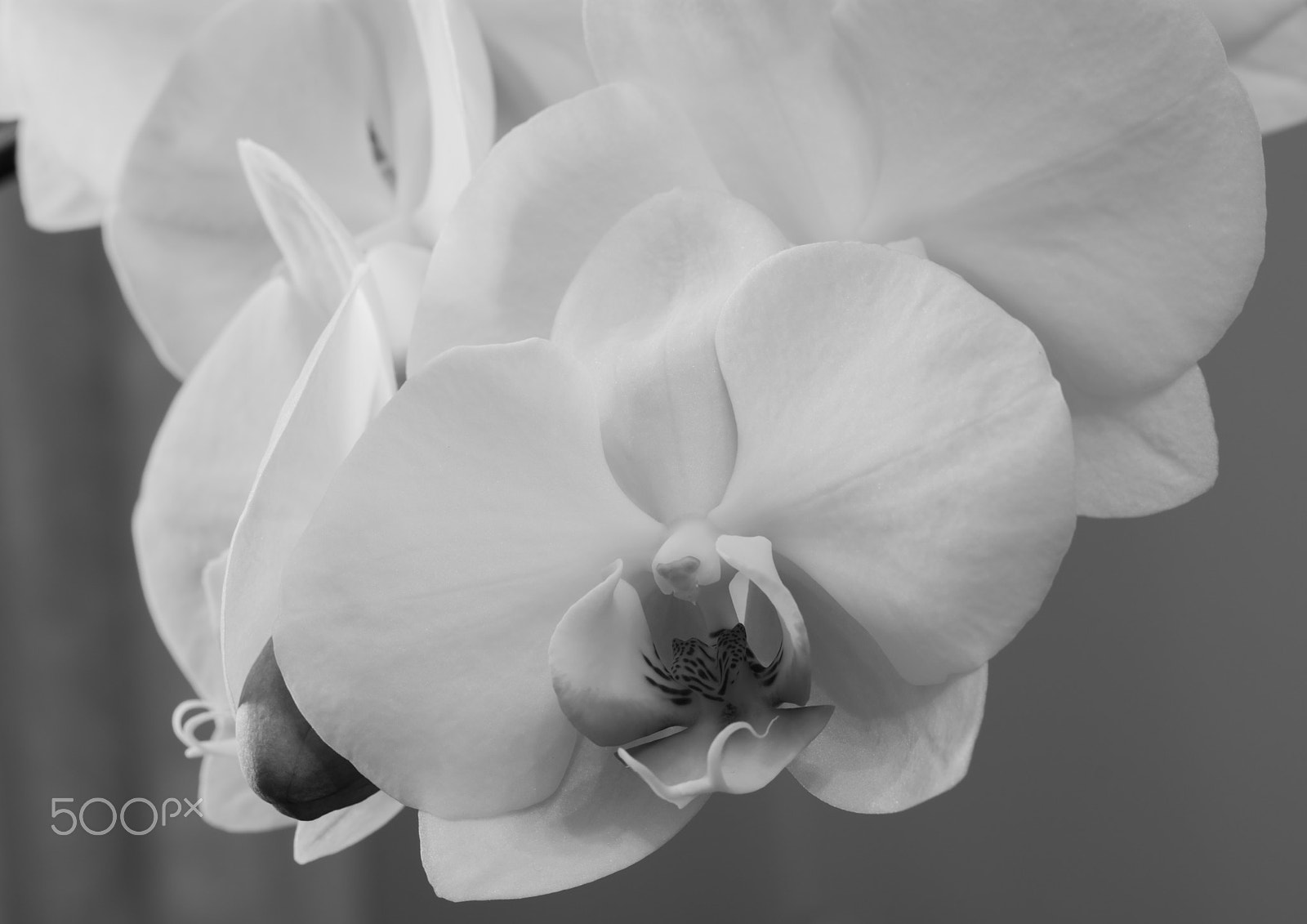 Nikon D5200 + Nikon AF-S Micro-Nikkor 60mm F2.8G ED sample photo. White orchid photography