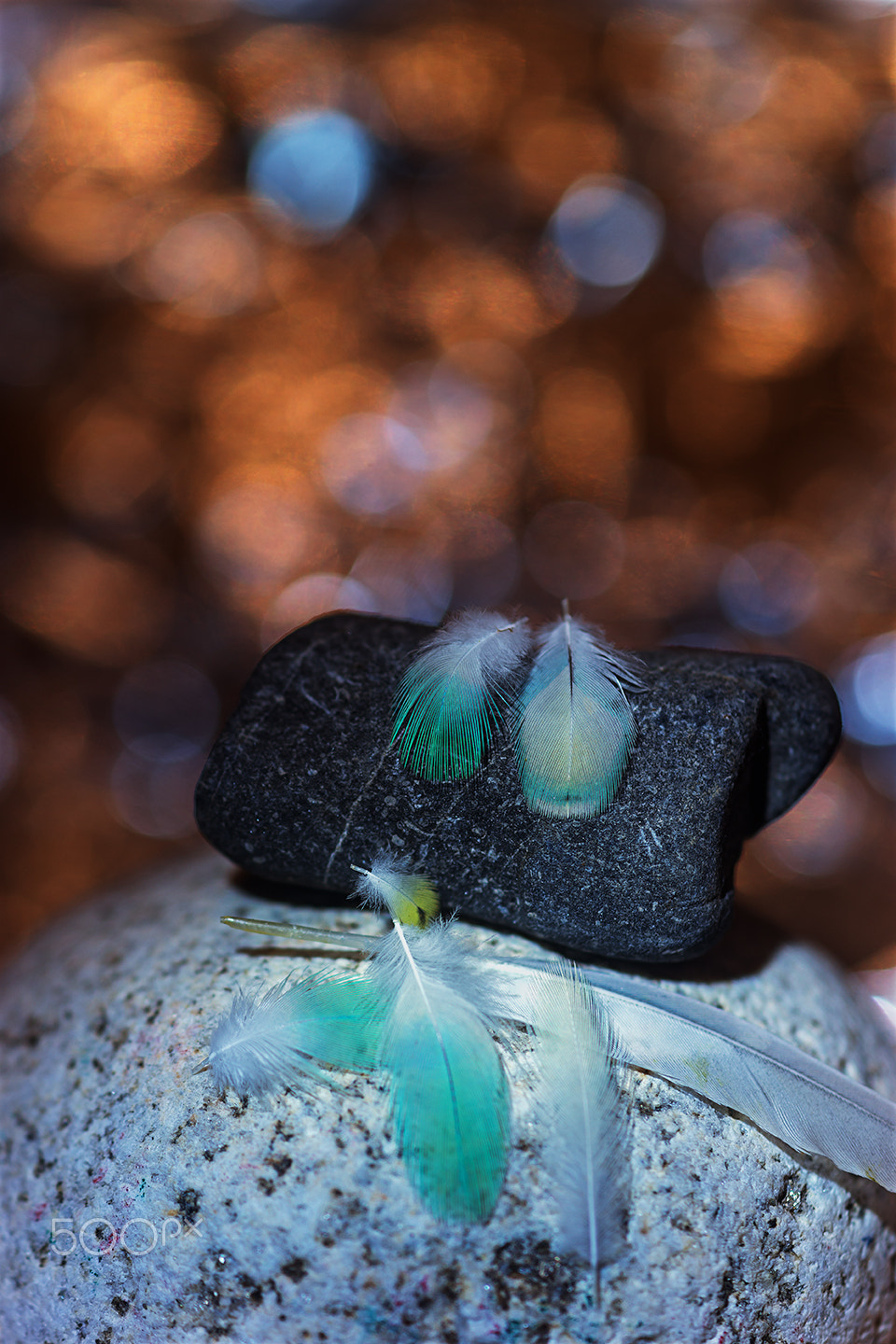 Sony a99 II + Sony 100mm F2.8 Macro sample photo. Feather photography