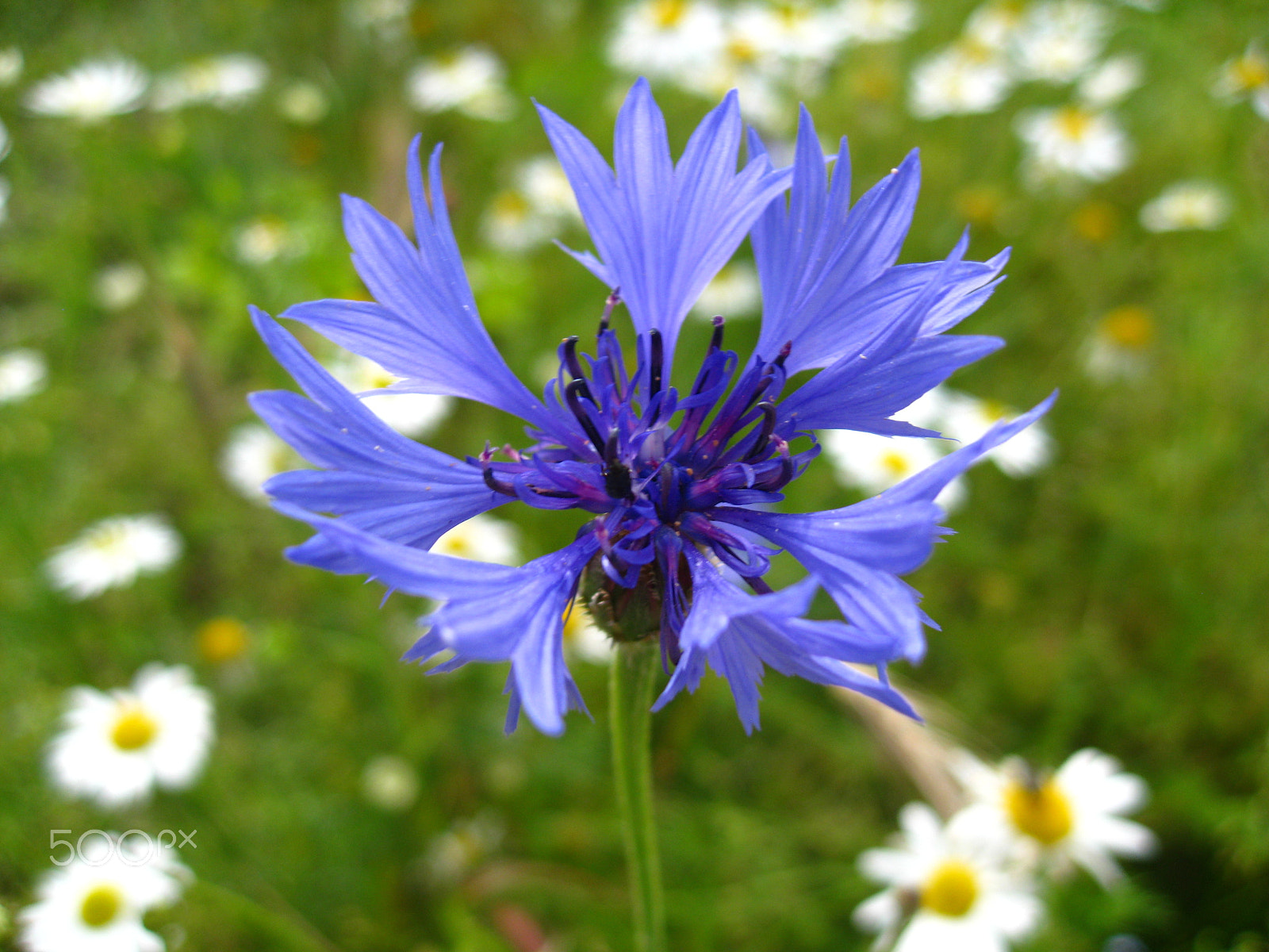 Canon POWERSHOT SD850 IS sample photo. Corn flower & daisies photography