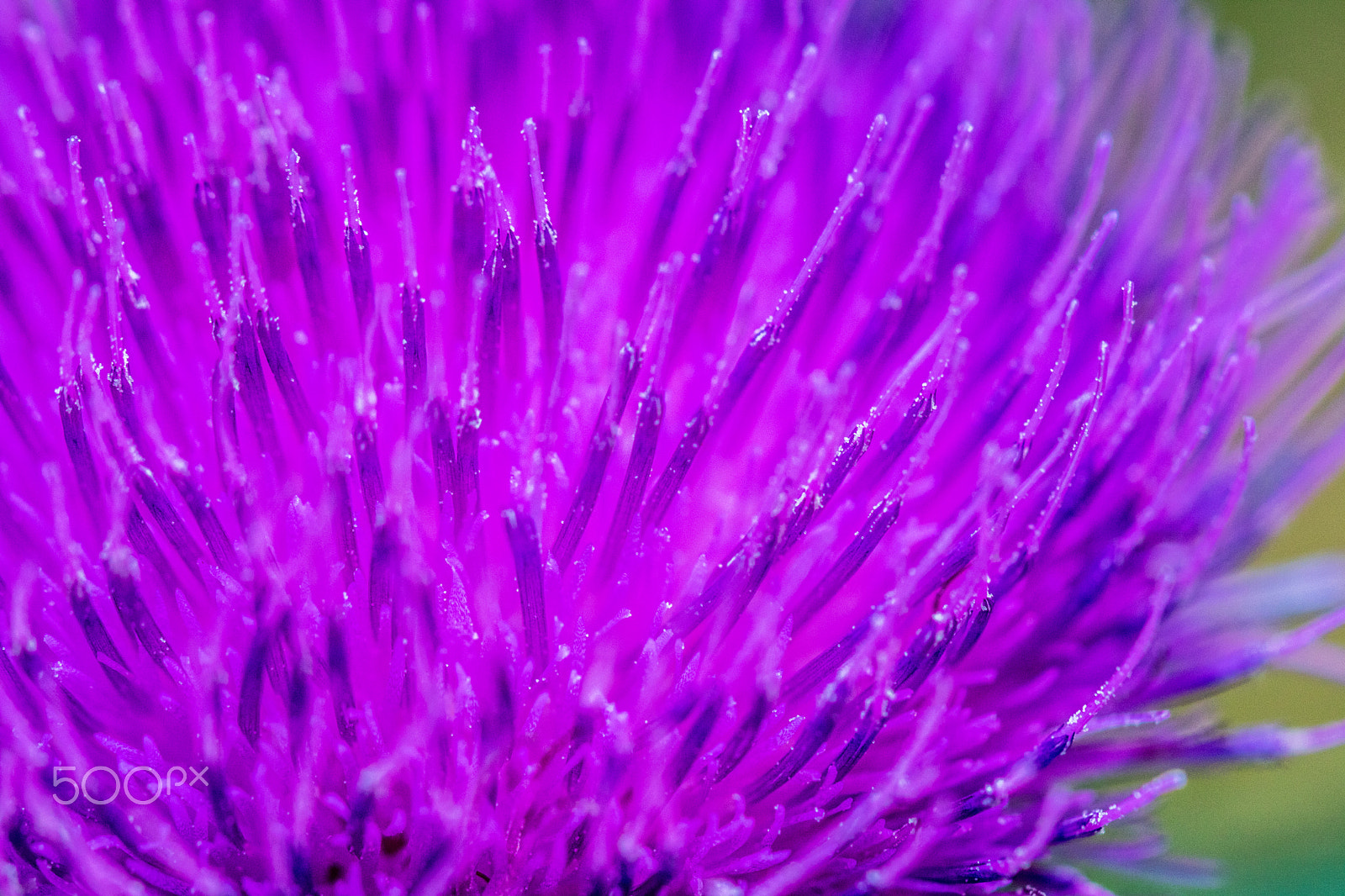 Canon EOS M3 sample photo. Milk thistle bloom photography