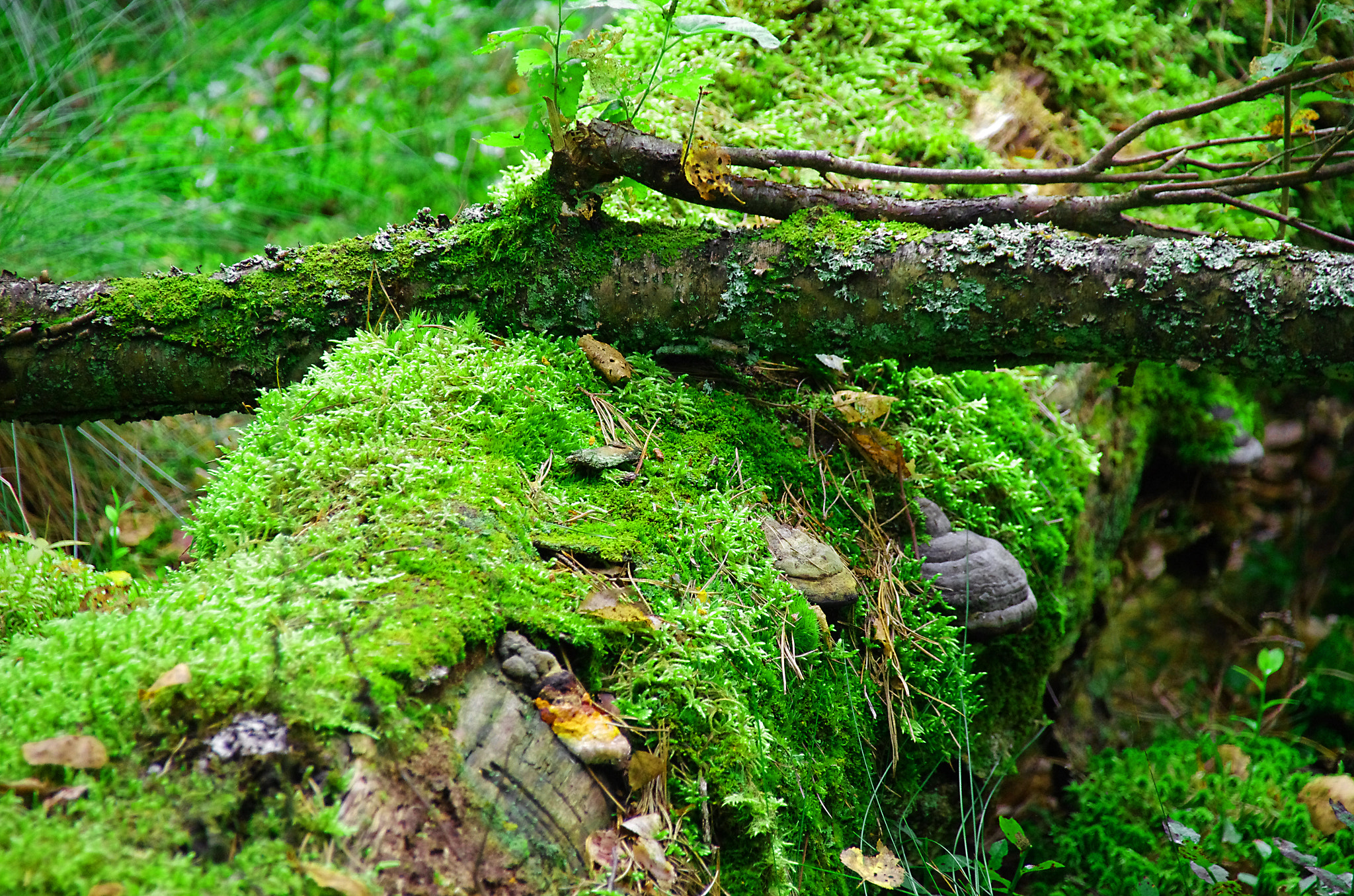 Sigma 18-250mm F3.5-6.3 DC Macro OS HSM sample photo. Green forest photography
