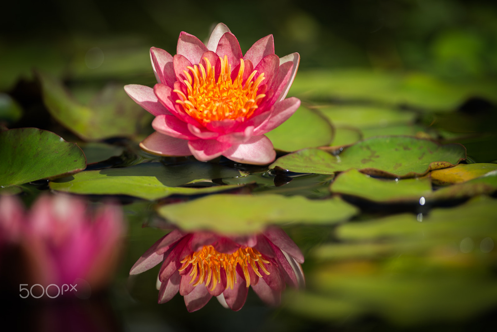 Nikon D800E sample photo. Water lily photography