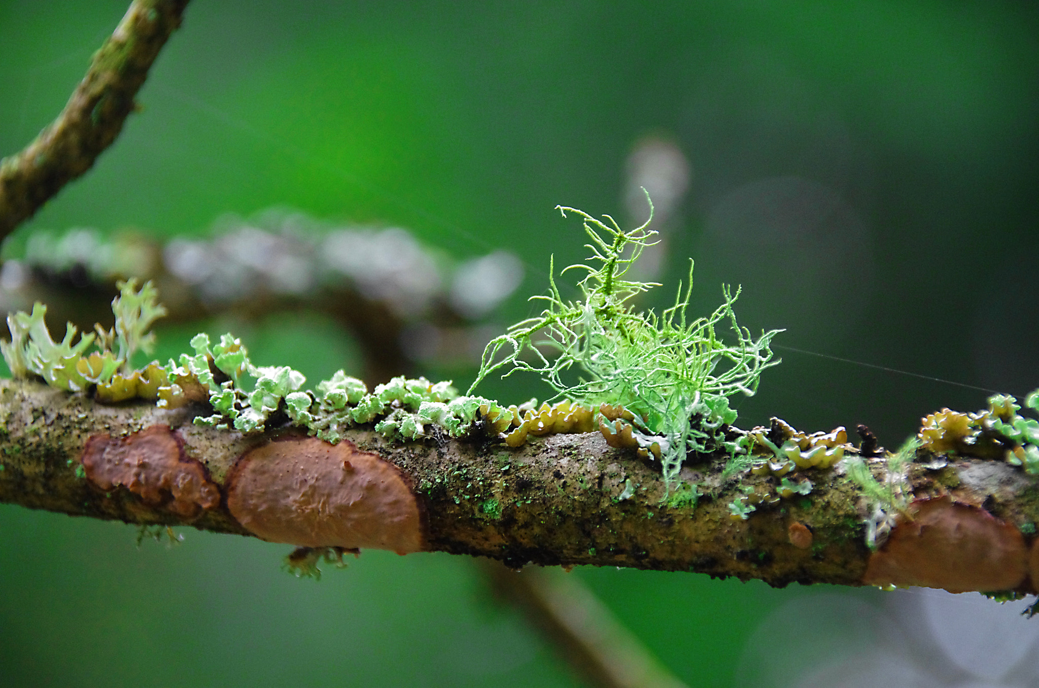 Sigma 18-250mm F3.5-6.3 DC Macro OS HSM sample photo. Mosses and lichens photography