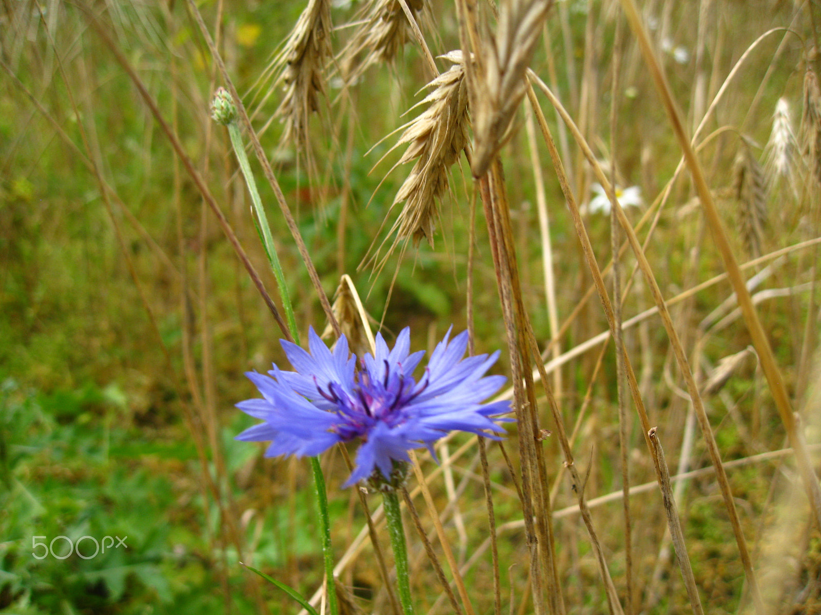 Canon POWERSHOT SD850 IS sample photo. Corn flower photography