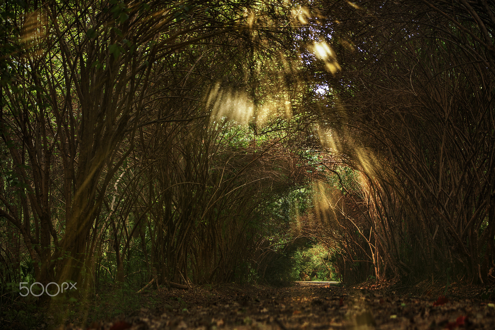 Canon EOS 650D (EOS Rebel T4i / EOS Kiss X6i) sample photo. Forest photography