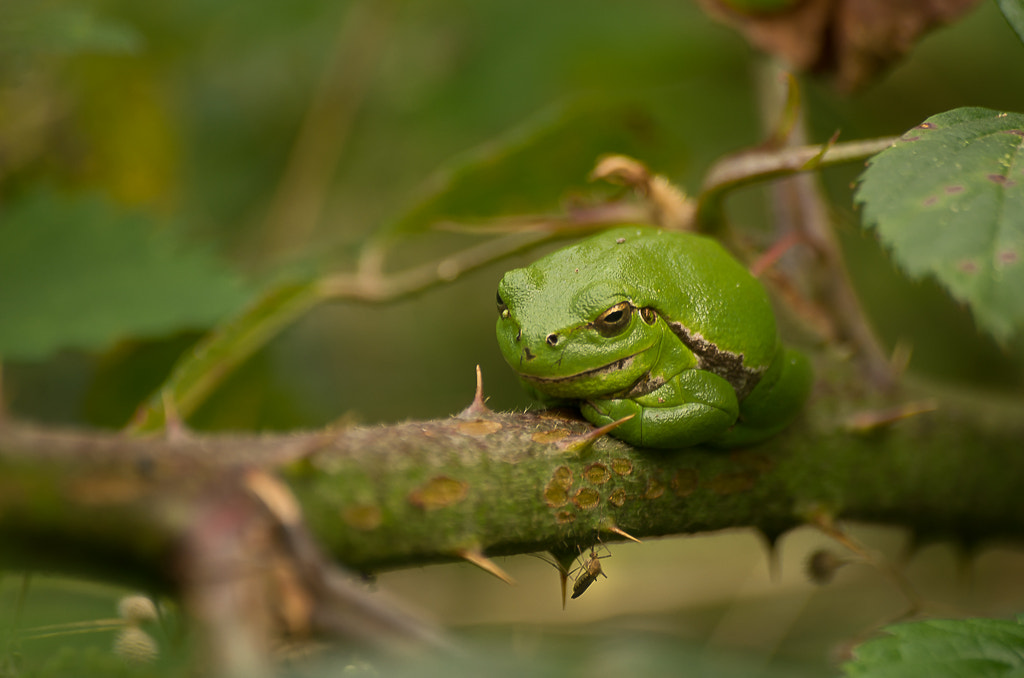 Pentax K-5 II sample photo. Tree frog on branch bush with bug fixes (of) photography