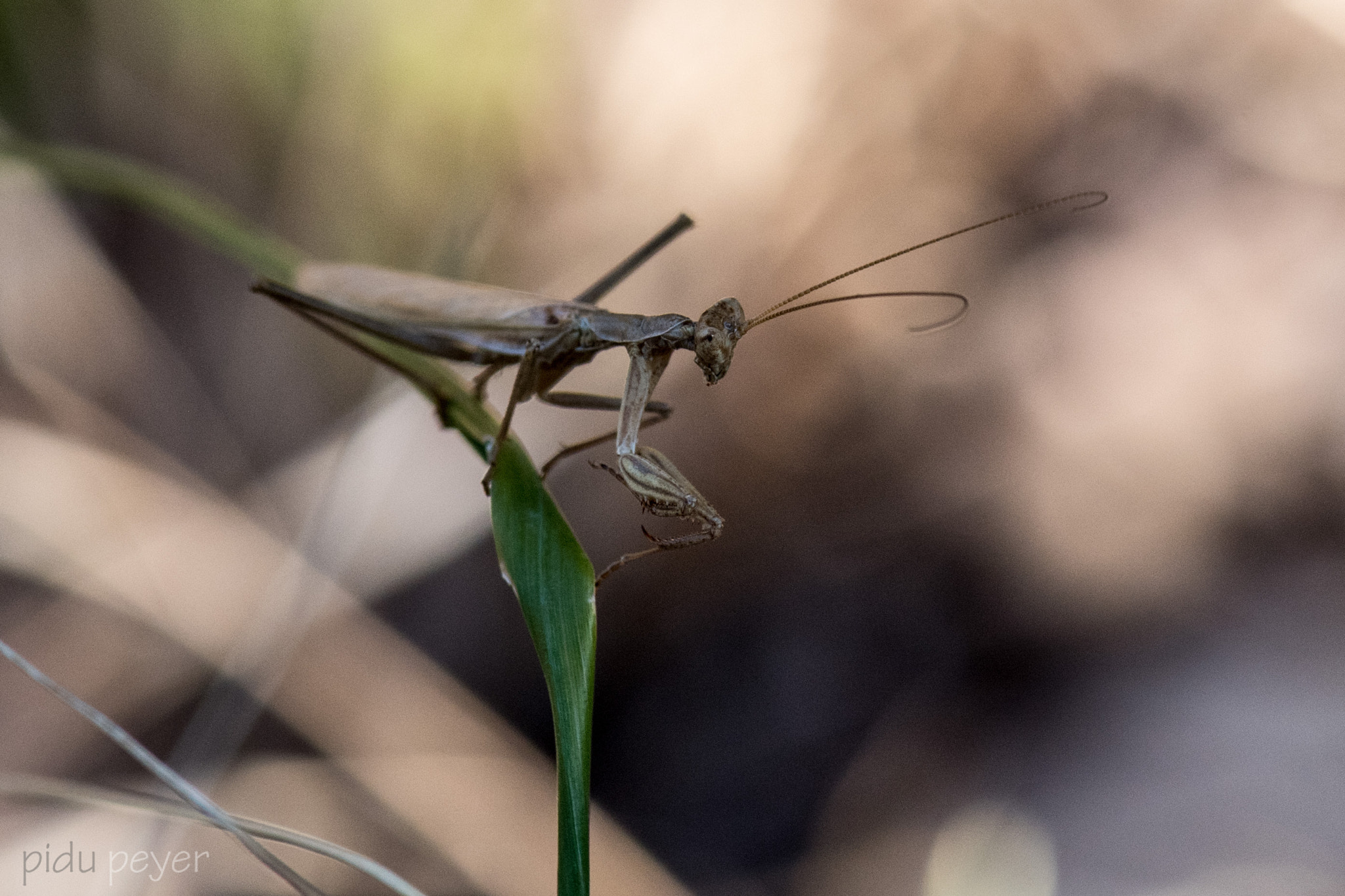 Nikon D5 sample photo. Praying mantis - gottesanbeterin photography