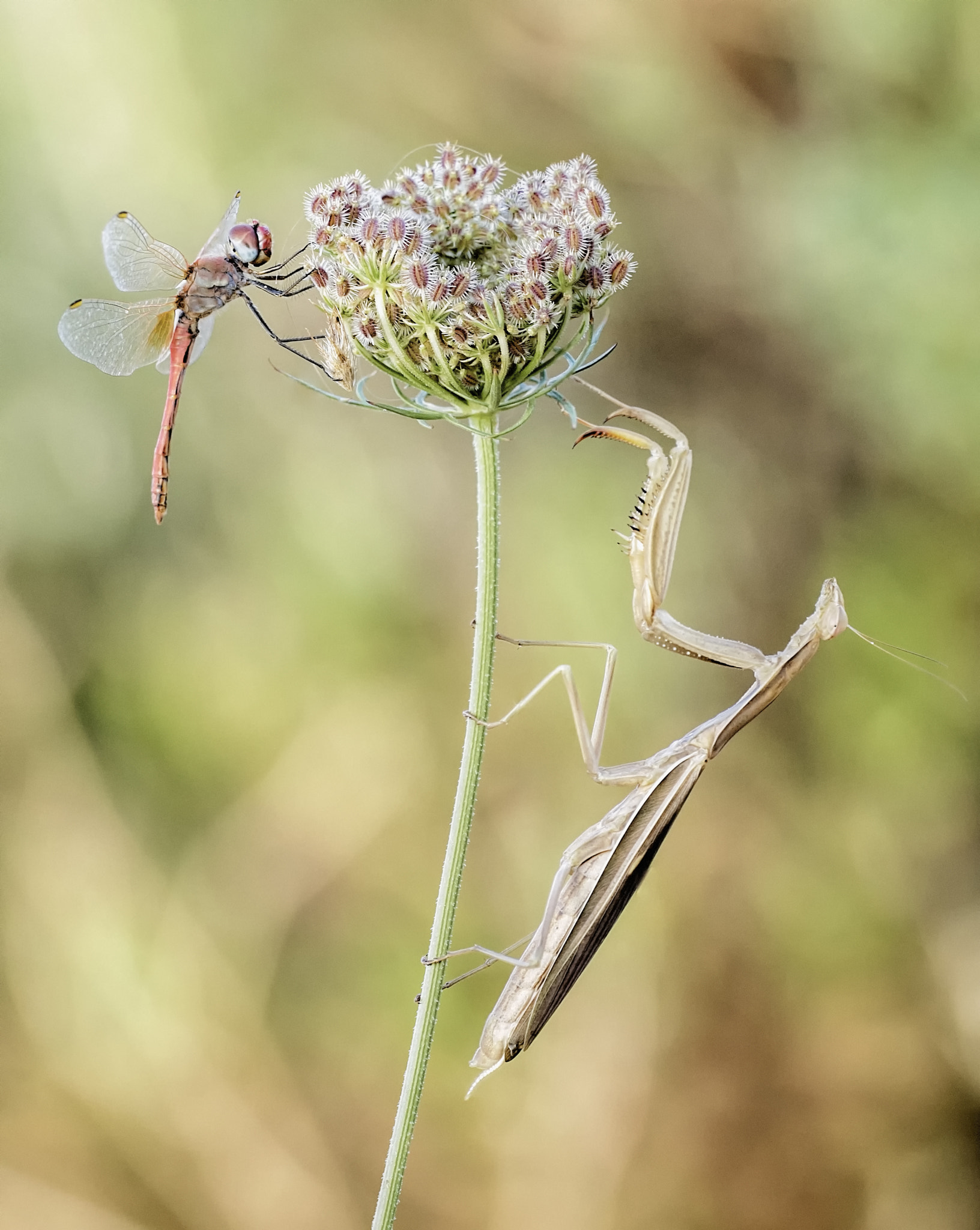 Sony SLT-A77 + Sigma 180mm F3.5 EX DG Macro sample photo. Parella de depredadors photography