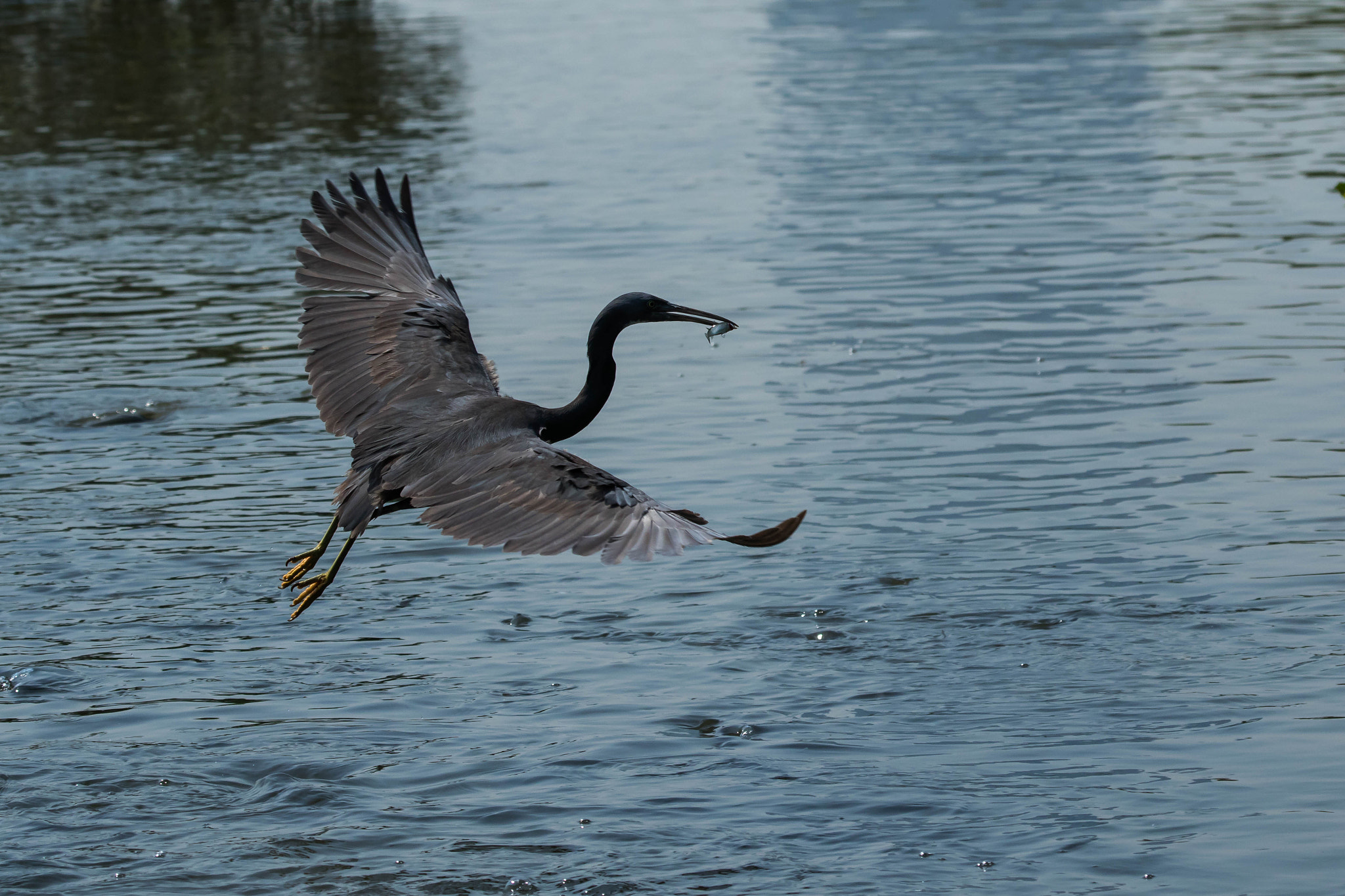 Canon EF 100-400mm F4.5-5.6L IS USM sample photo. 588a0815.jpg photography