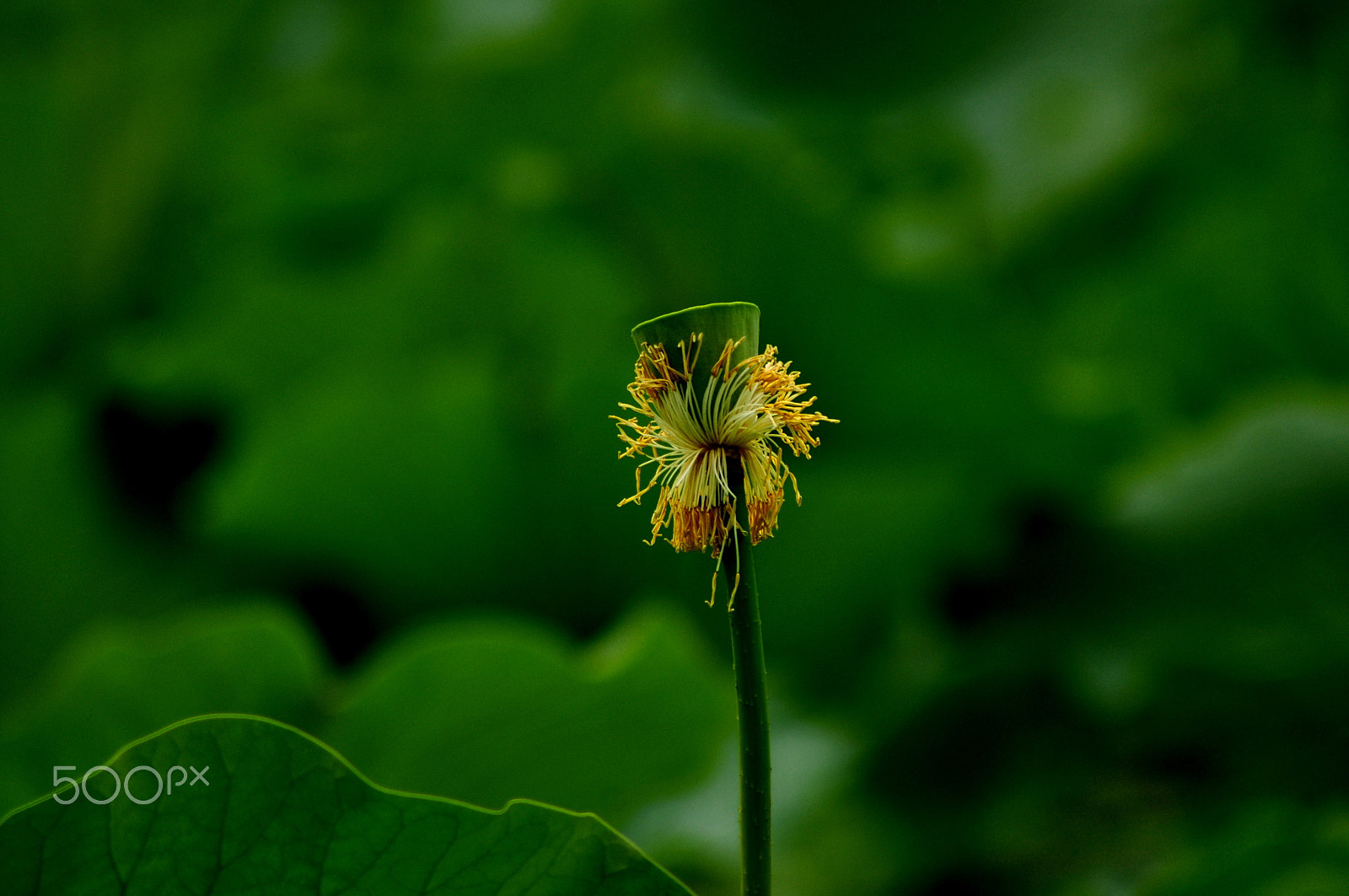 Nikon AF Nikkor 70-300mm F4-5.6G sample photo. Lotus photography