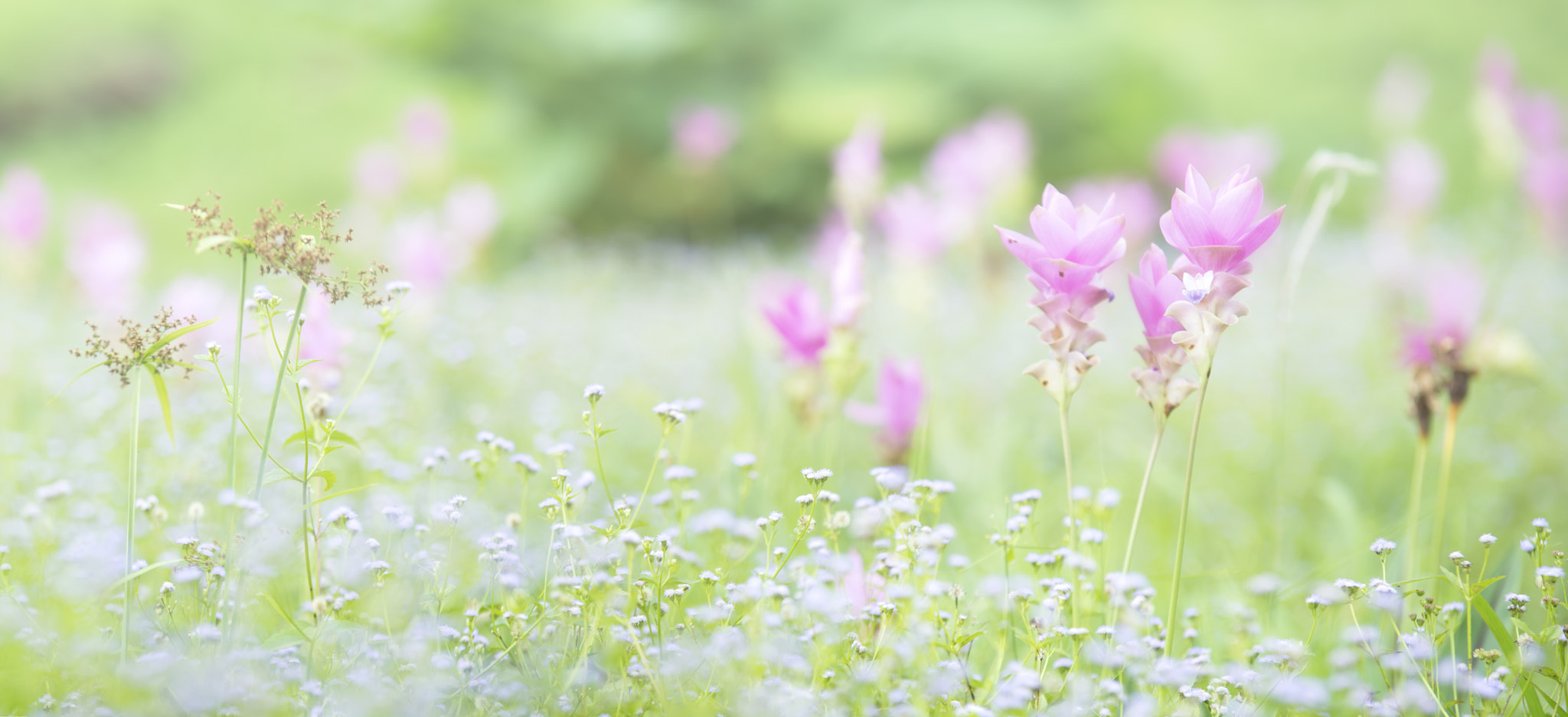 Nikon Df sample photo. Siam tulip photography