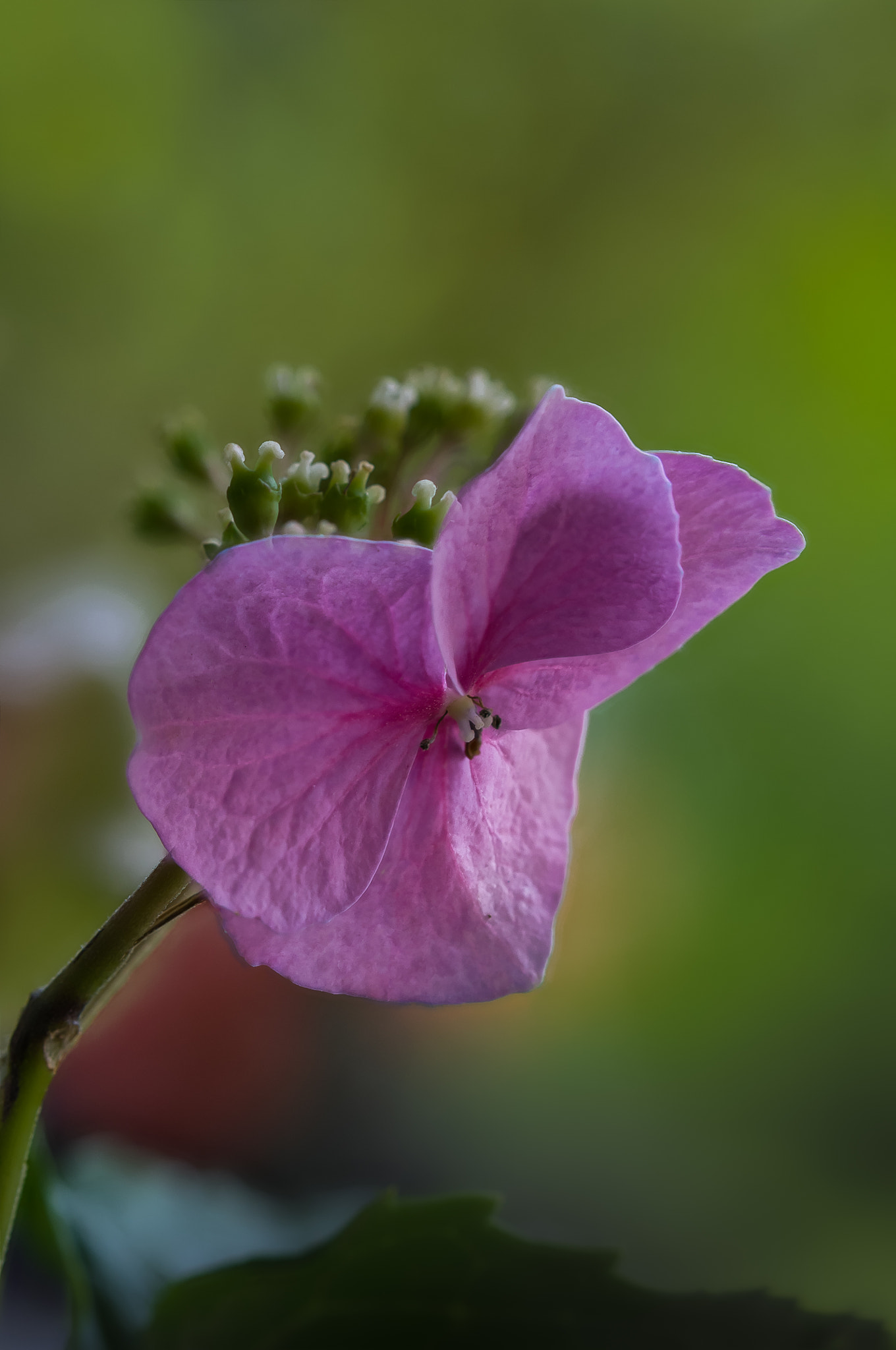 Sigma 105mm F2.8 EX DG OS HSM sample photo. Hydrangea photography