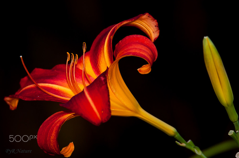 Nikon D300S sample photo. Un poquito de luz photography