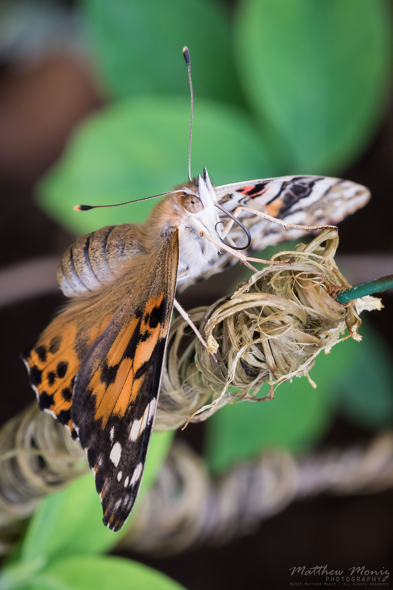 Nikon D810 + Nikon AF Micro-Nikkor 200mm F4D ED-IF sample photo. Nice proboscis! photography