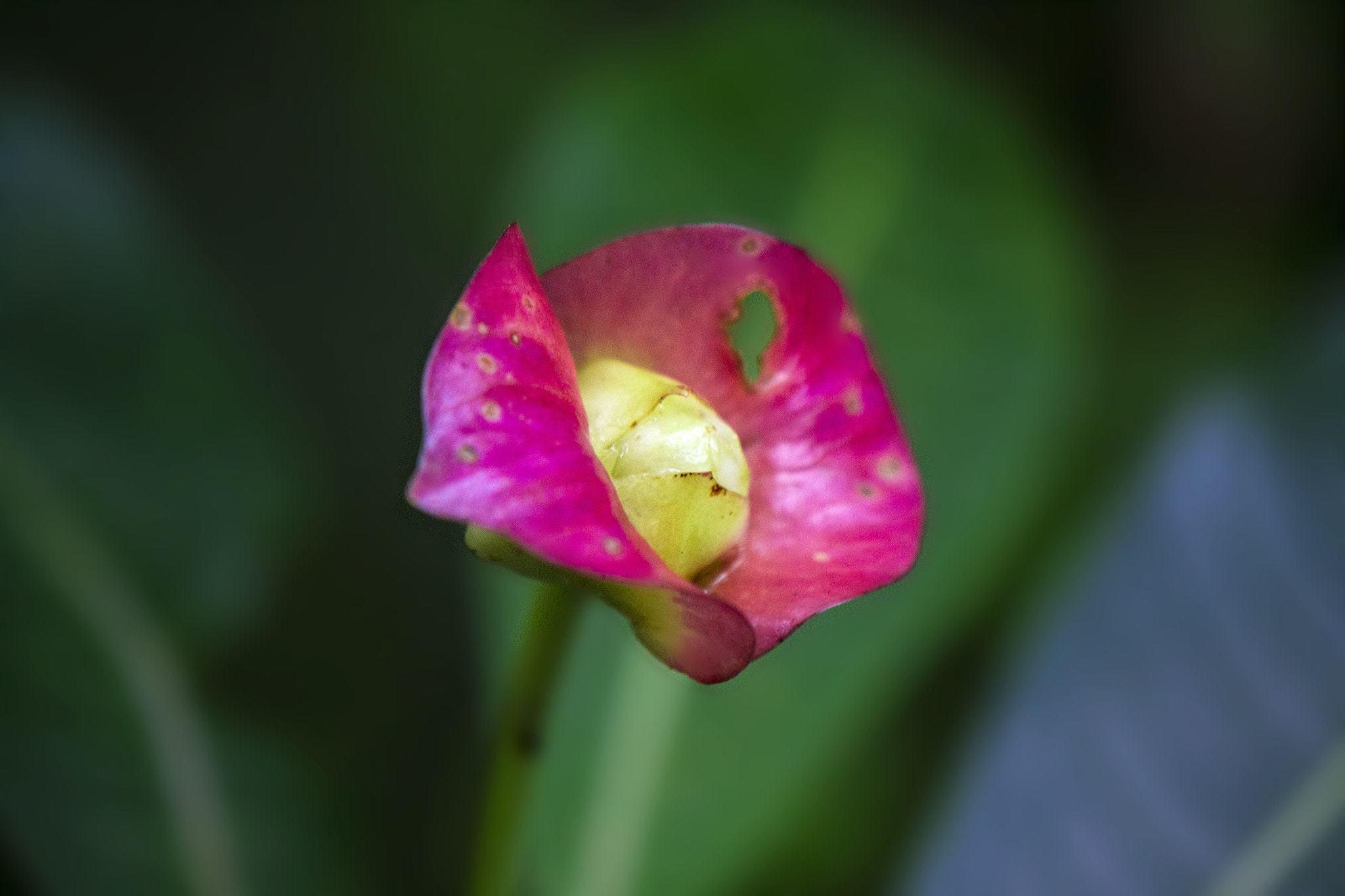 Nikon AF-S DX Micro-Nikkor 85mm F3.5G ED VR sample photo. Unknownroseflower photography