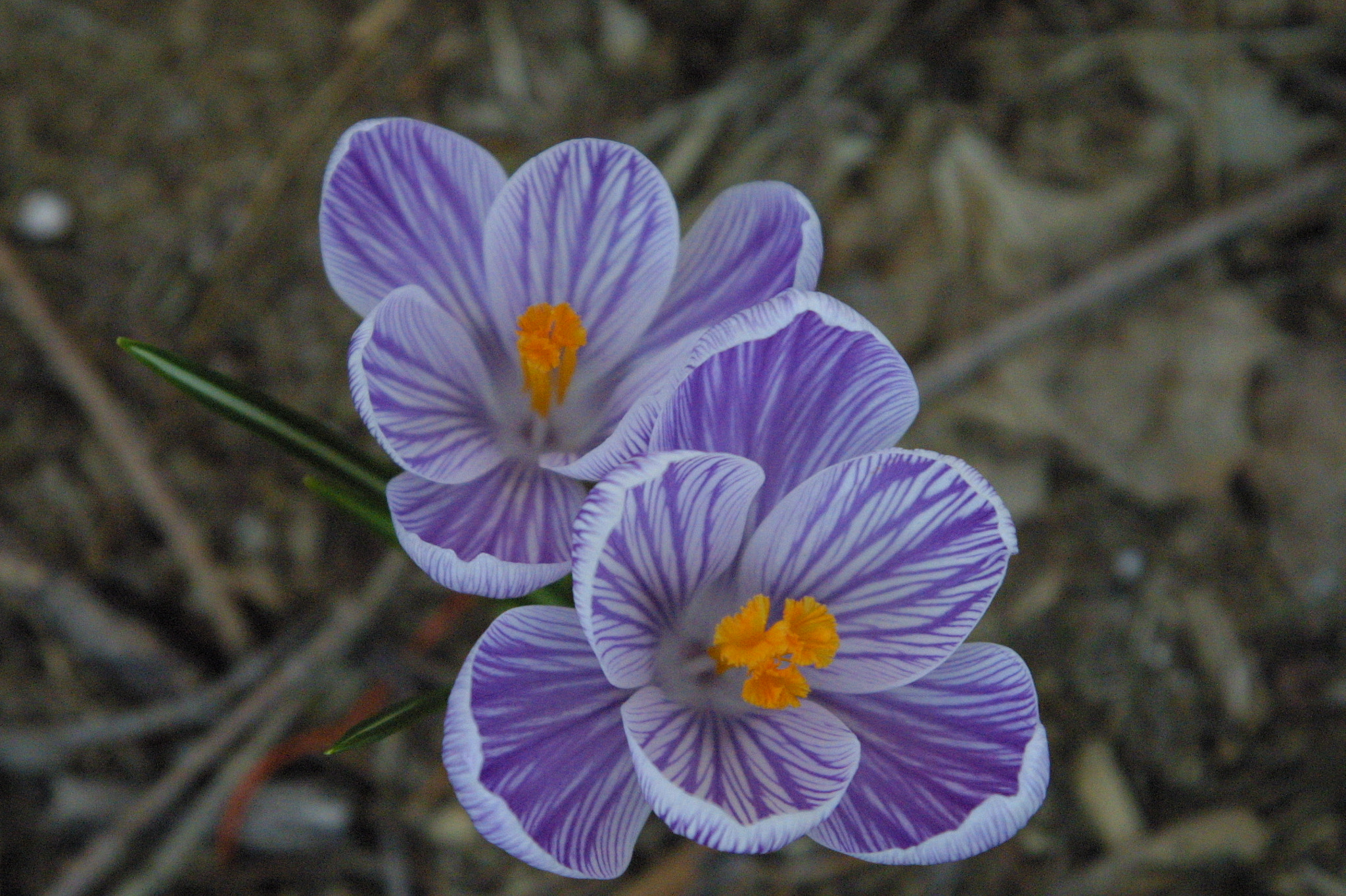 Canon EOS D30 sample photo. Spring crocuses photography