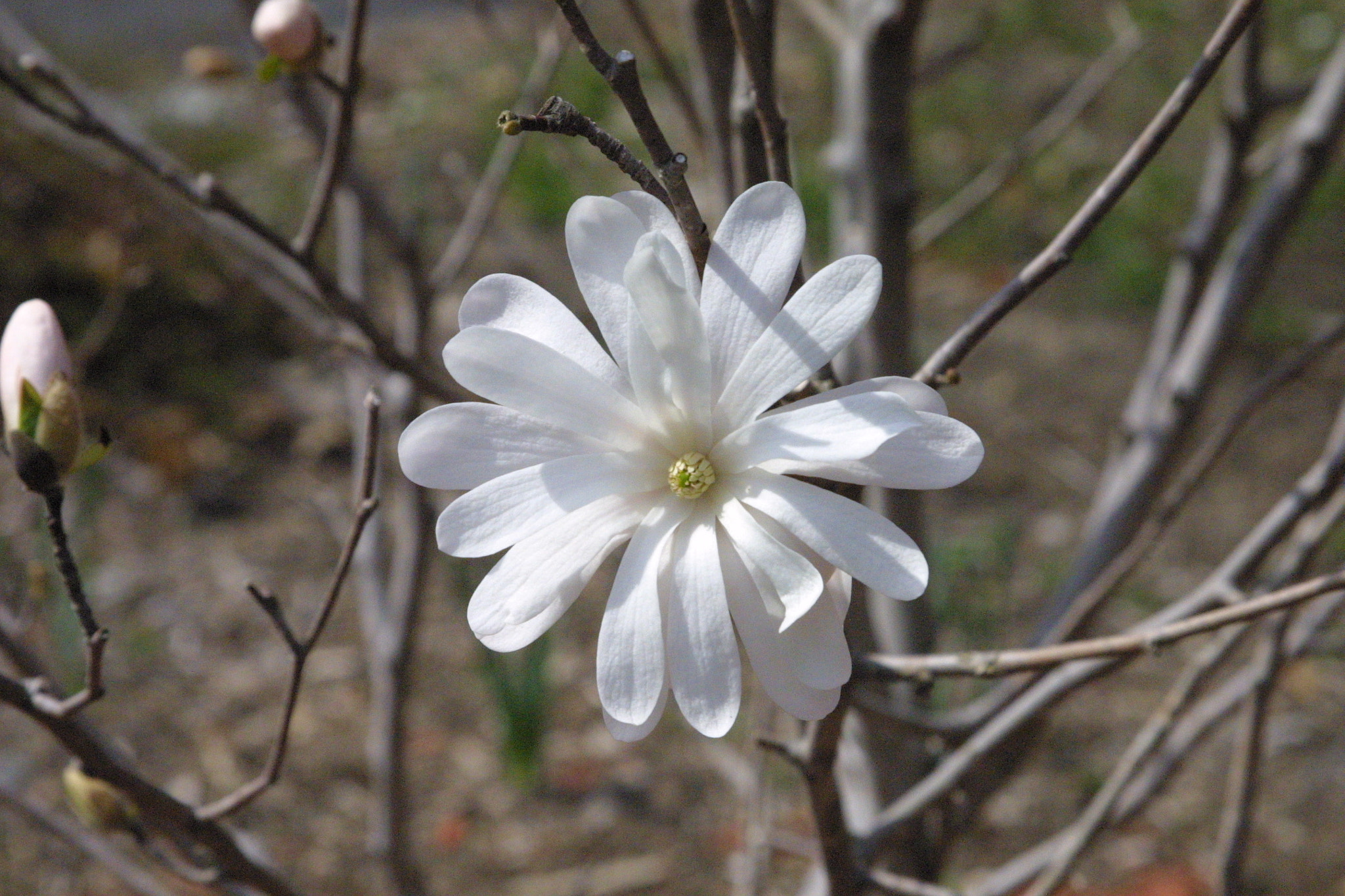 Canon EOS D30 sample photo. Star magnoila photography