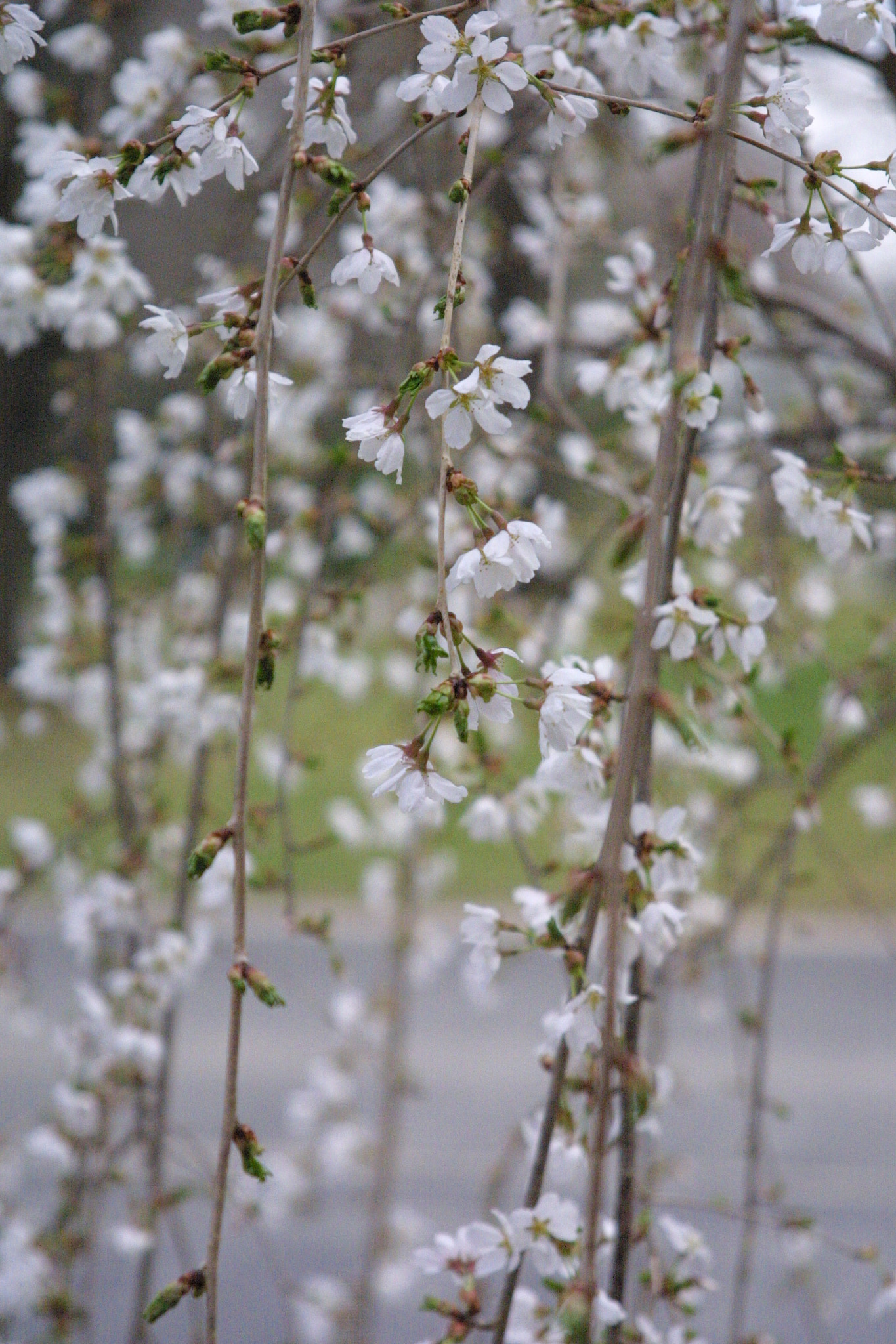 Canon EOS D30 sample photo. Weeping cherry blossoms photography