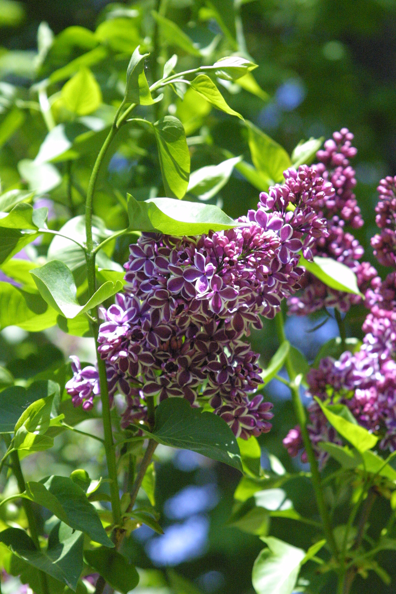 Canon EOS D30 sample photo. Sensation lilacs photography