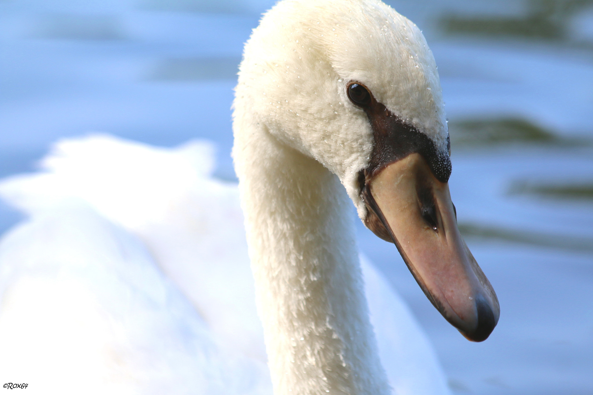 Canon EF 70-300mm F4-5.6 IS USM sample photo. Der schwan photography
