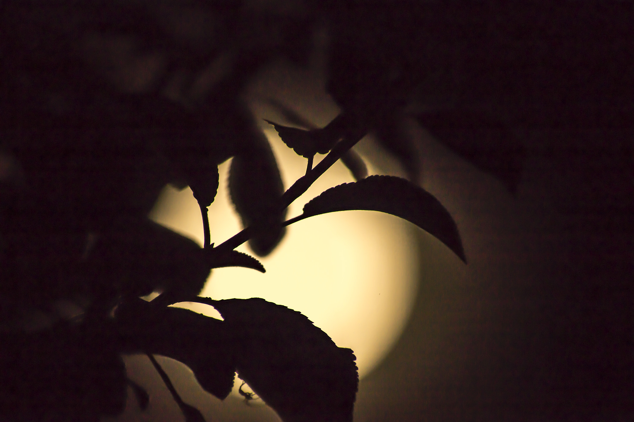 Canon EOS 70D + Canon EF 300mm F4L IS USM sample photo. To the light of the moon photography