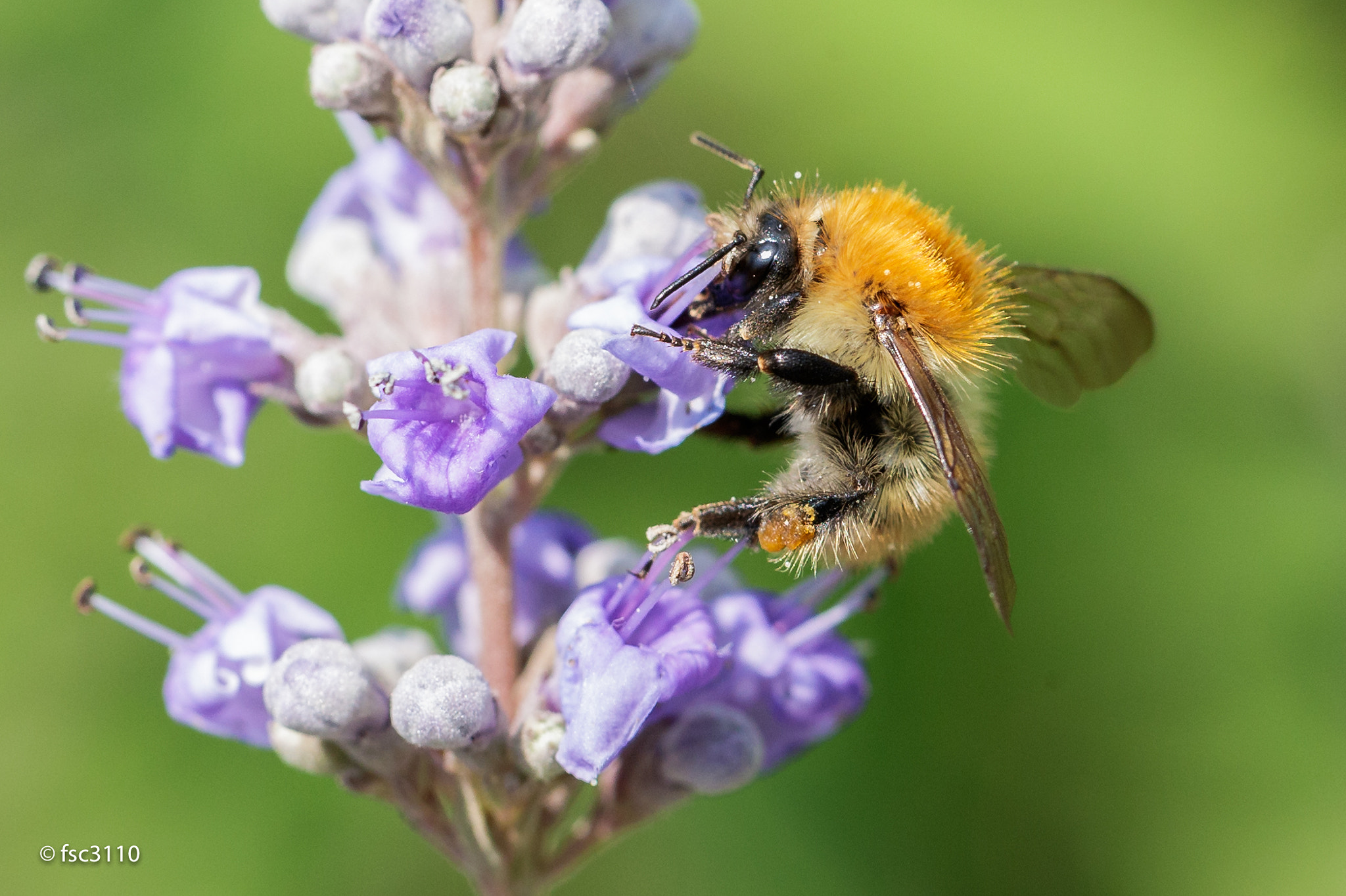 Canon EF 100mm F2.8L Macro IS USM sample photo. Bumblebee photography