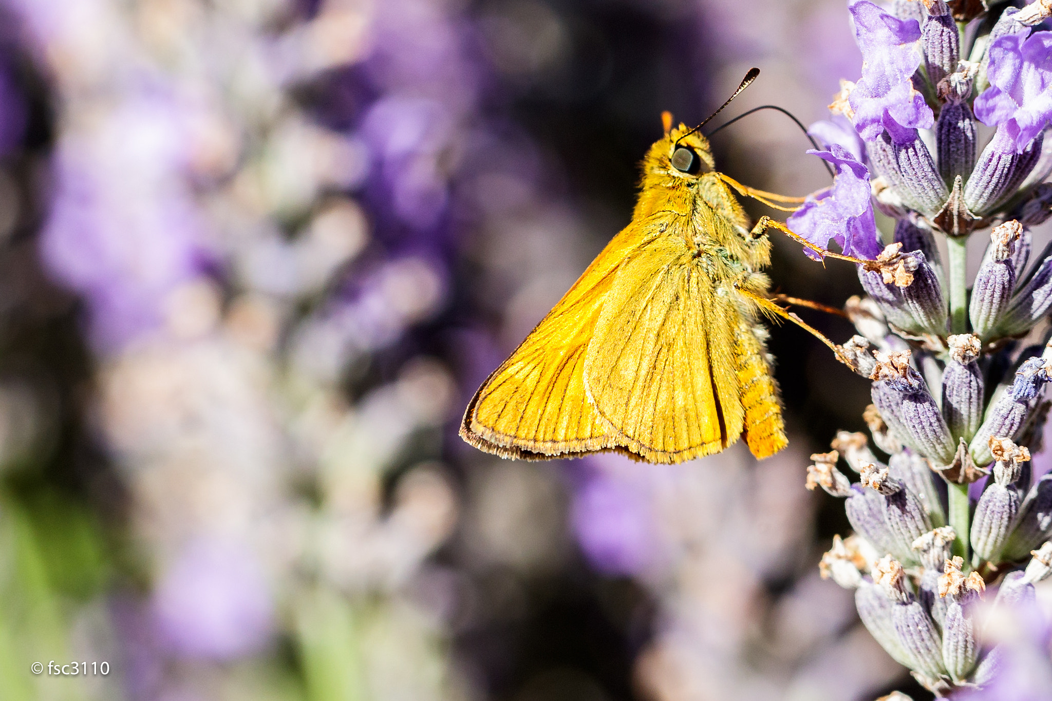 Canon EF 100mm F2.8L Macro IS USM sample photo. Butterfly "la sylvaine" photography