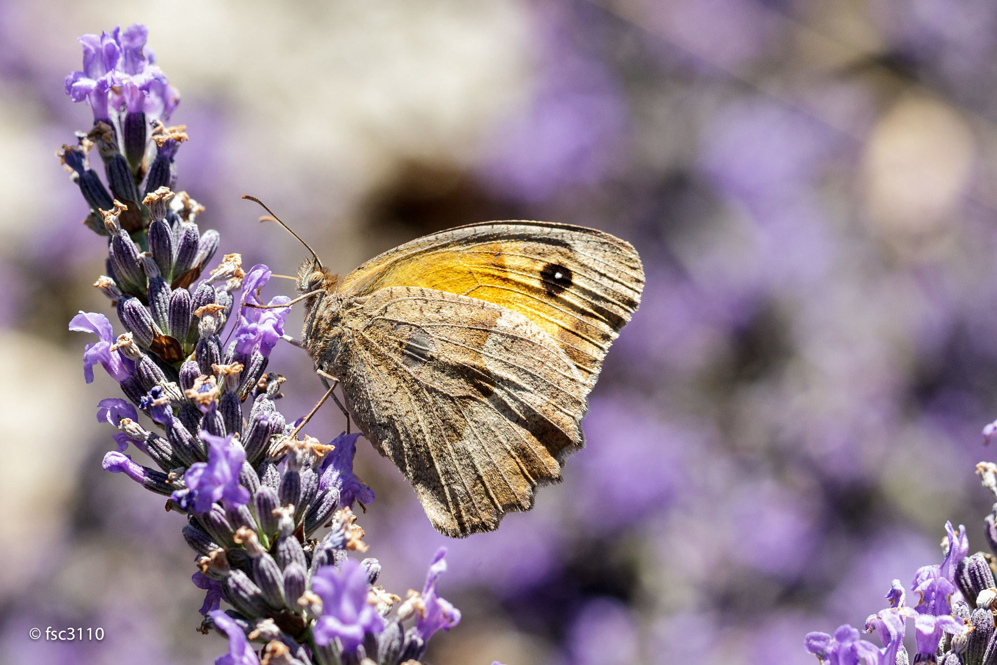 Canon EF 100mm F2.8L Macro IS USM sample photo. Butterfly "le myrtil" photography