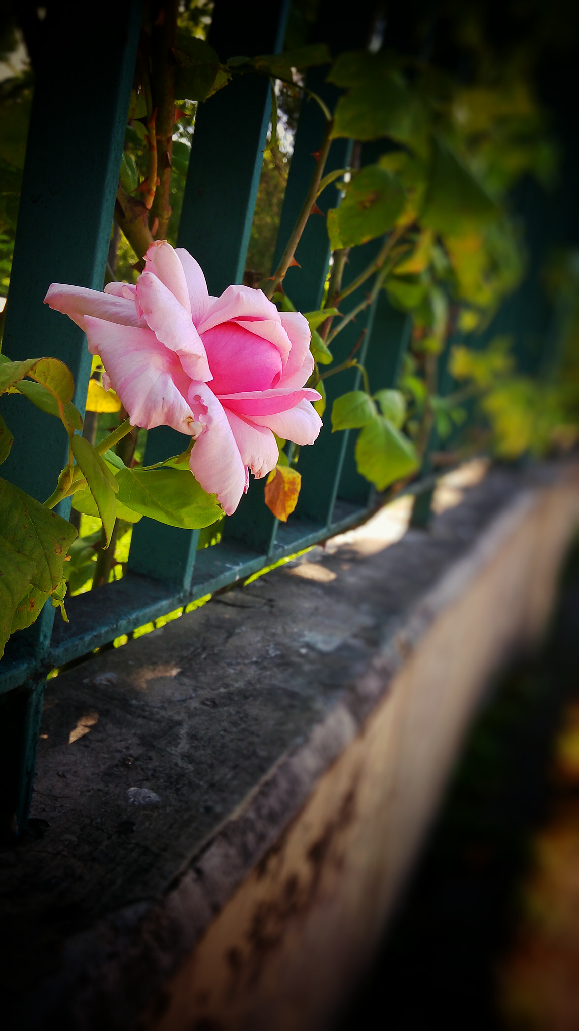 LG H542TR sample photo. Street rose photography