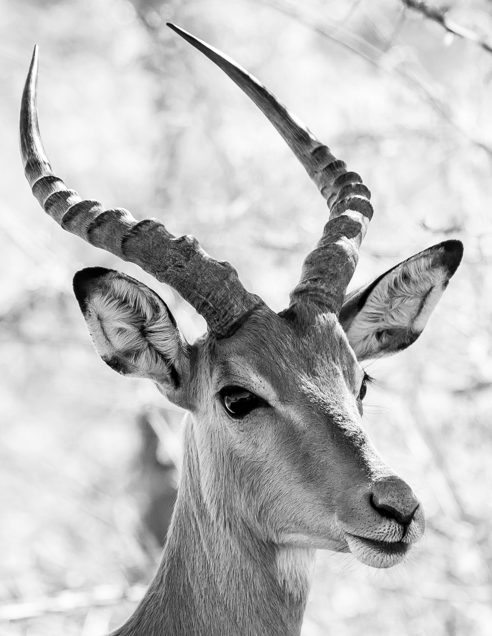Canon EF 100-400mm F4.5-5.6L IS USM sample photo. Impala photography