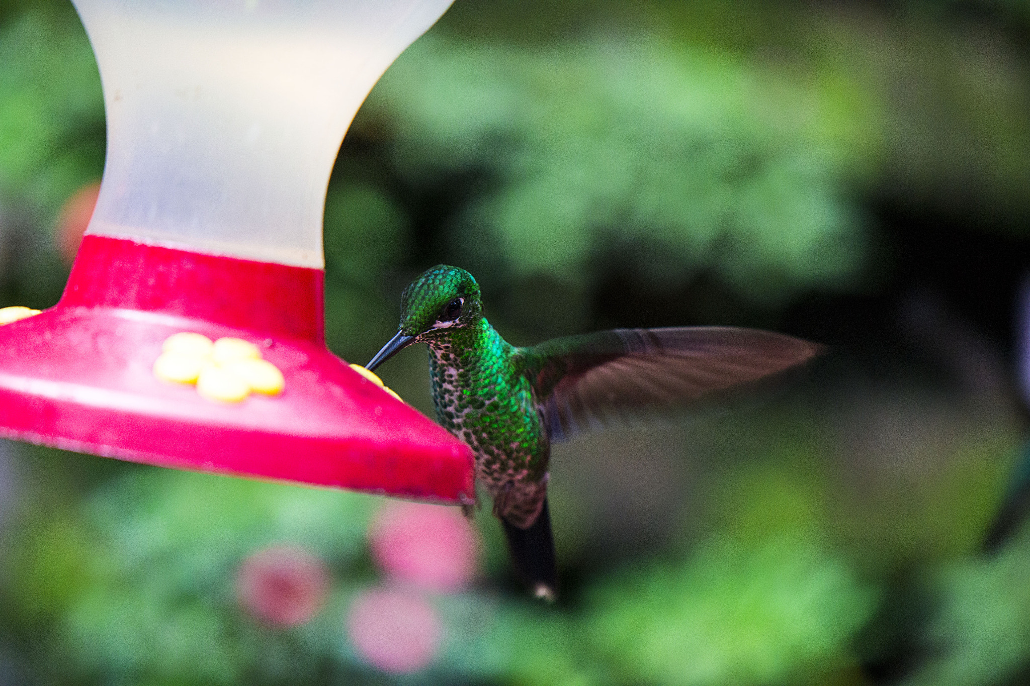 Nikon AF-S DX Micro-Nikkor 85mm F3.5G ED VR sample photo. Colivolador photography