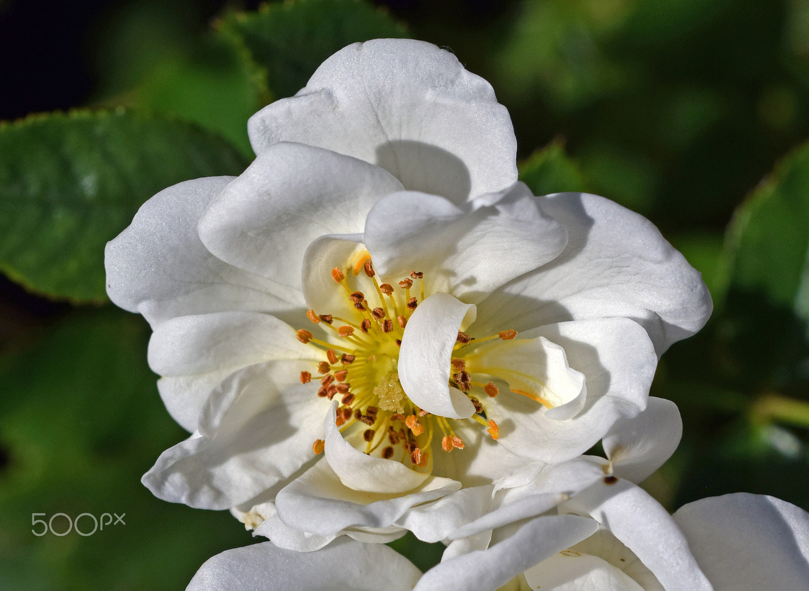 Nikon D3300 + Nikon AF Micro-Nikkor 60mm F2.8D sample photo. Dog rose photography