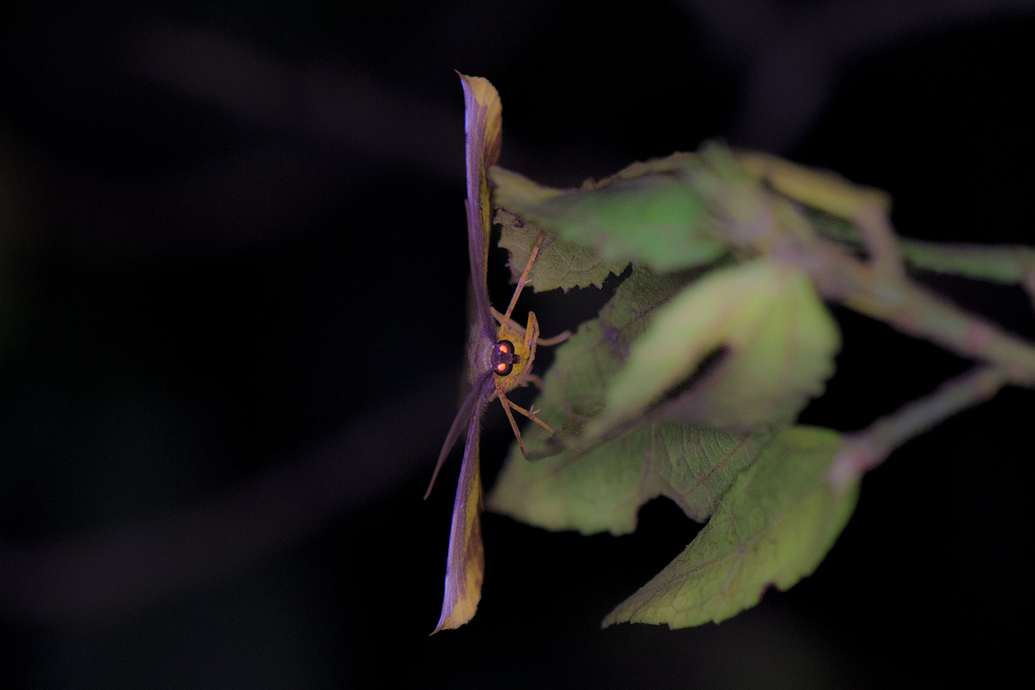 Nikon AF-S DX Micro-Nikkor 85mm F3.5G ED VR sample photo. Perfection photography