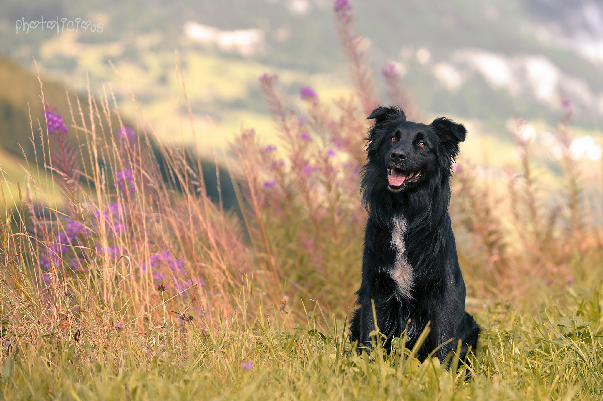 AF-S Zoom-Nikkor 80-200mm f/2.8D IF-ED sample photo. Loki photography
