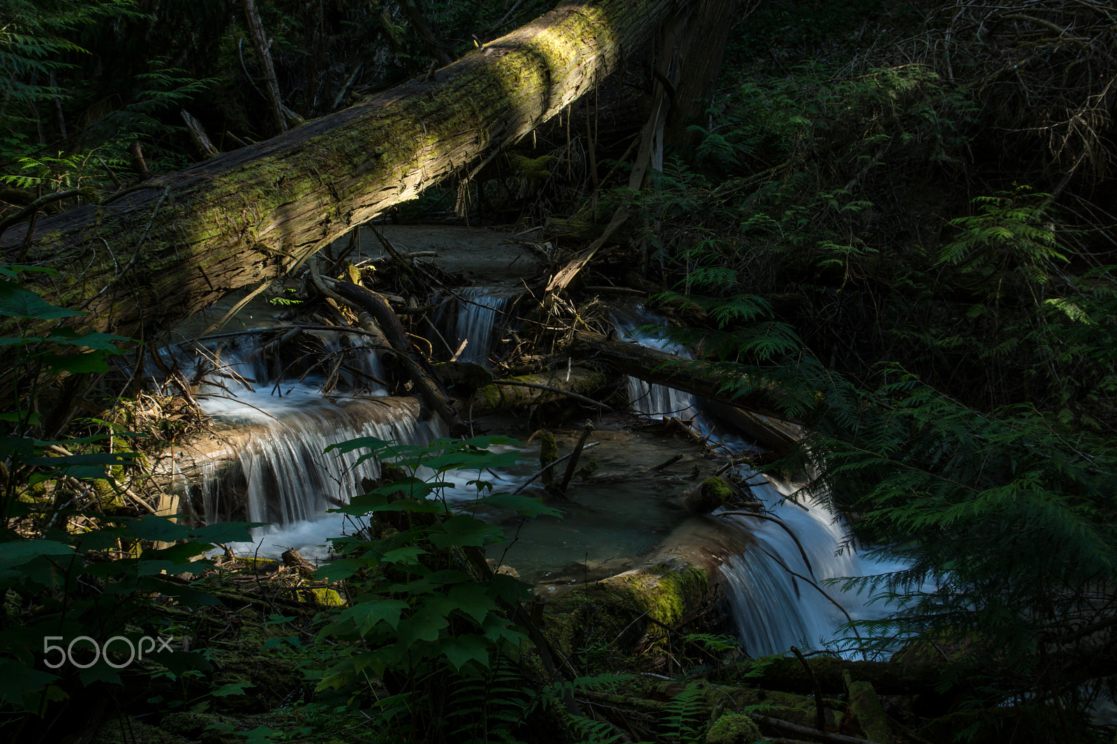 Sony SLT-A77 sample photo. In the deep dark woods photography