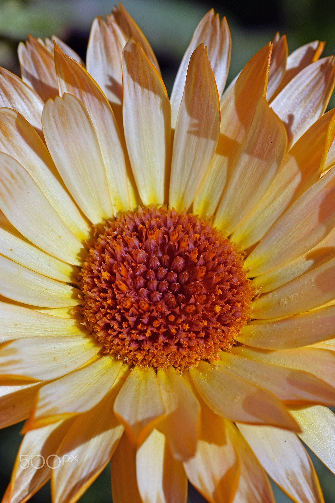 Nikon D3300 + Nikon AF Micro-Nikkor 60mm F2.8D sample photo. Plenty of pollen photography