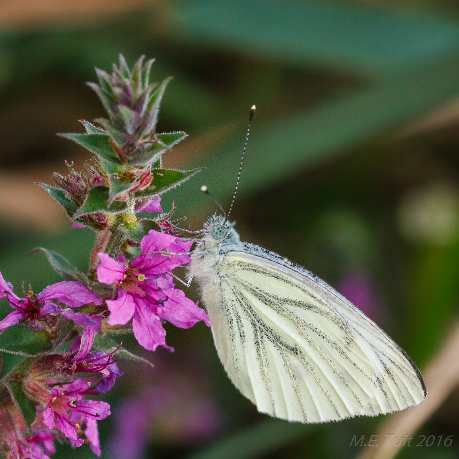 Canon EOS 7D + Sigma 105mm F2.8 EX DG Macro sample photo. Pieris napi @ a 105mm photography